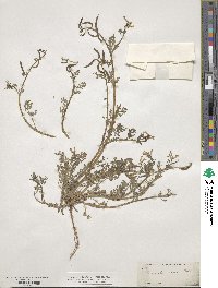 Corydalis aurea image