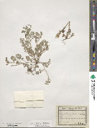 Corydalis aurea image