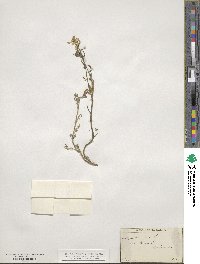 Corydalis aurea image