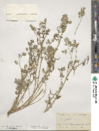 Corydalis aurea image