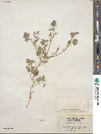 Corydalis aurea image