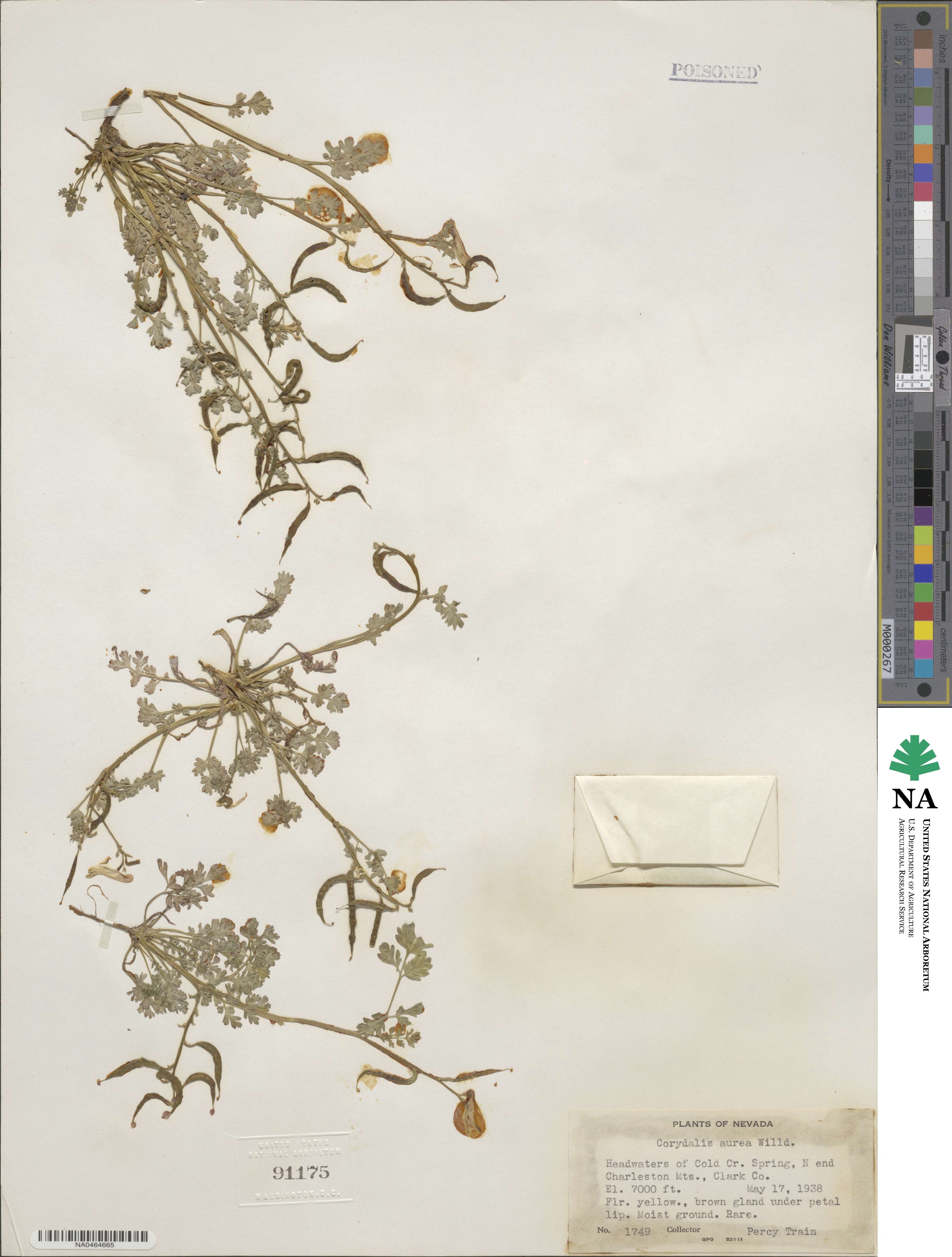 Corydalis aurea image