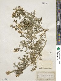 Corydalis aurea image