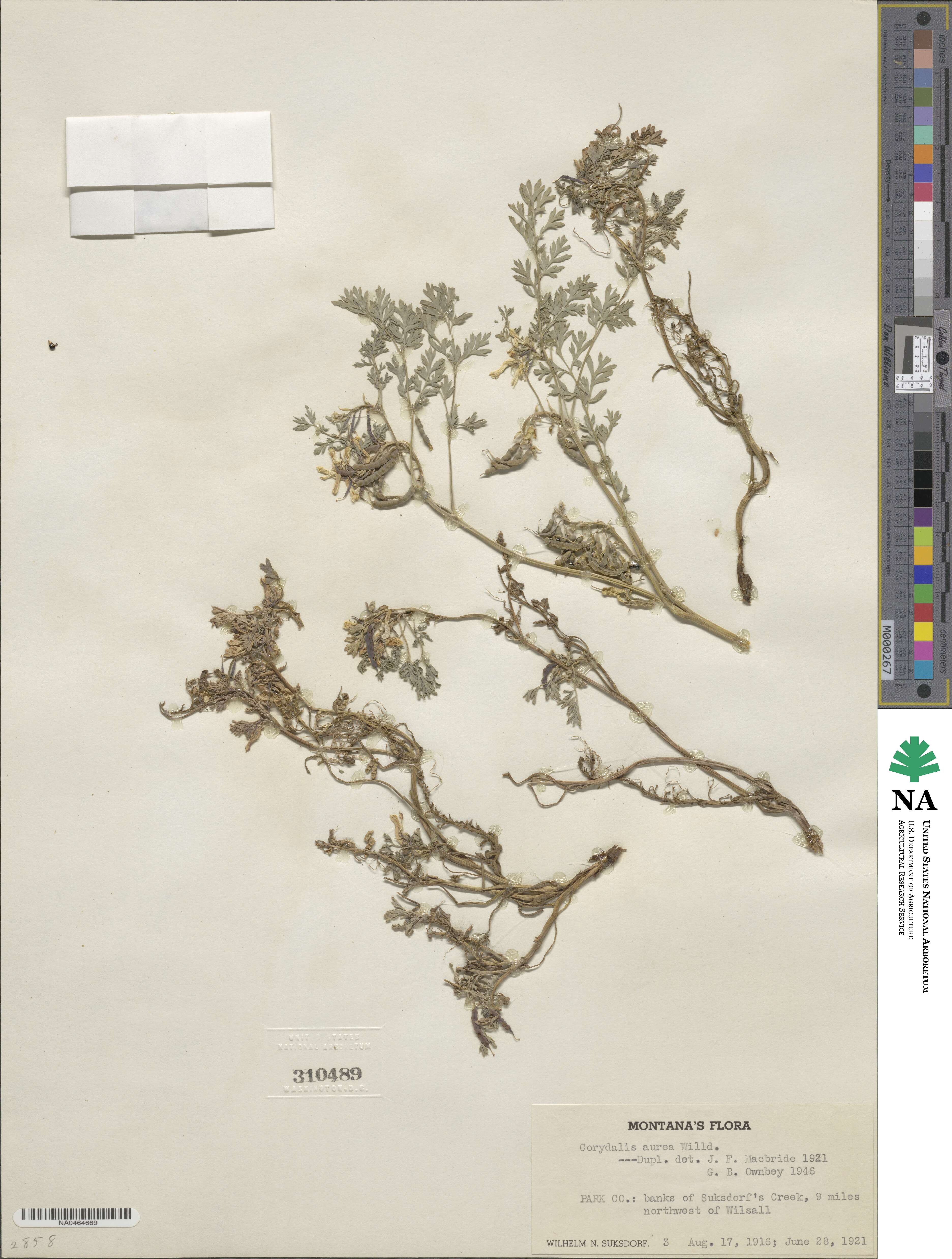 Corydalis aurea image