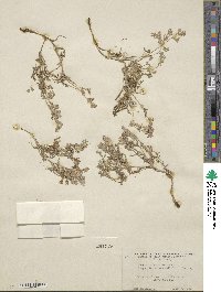 Corydalis aurea image