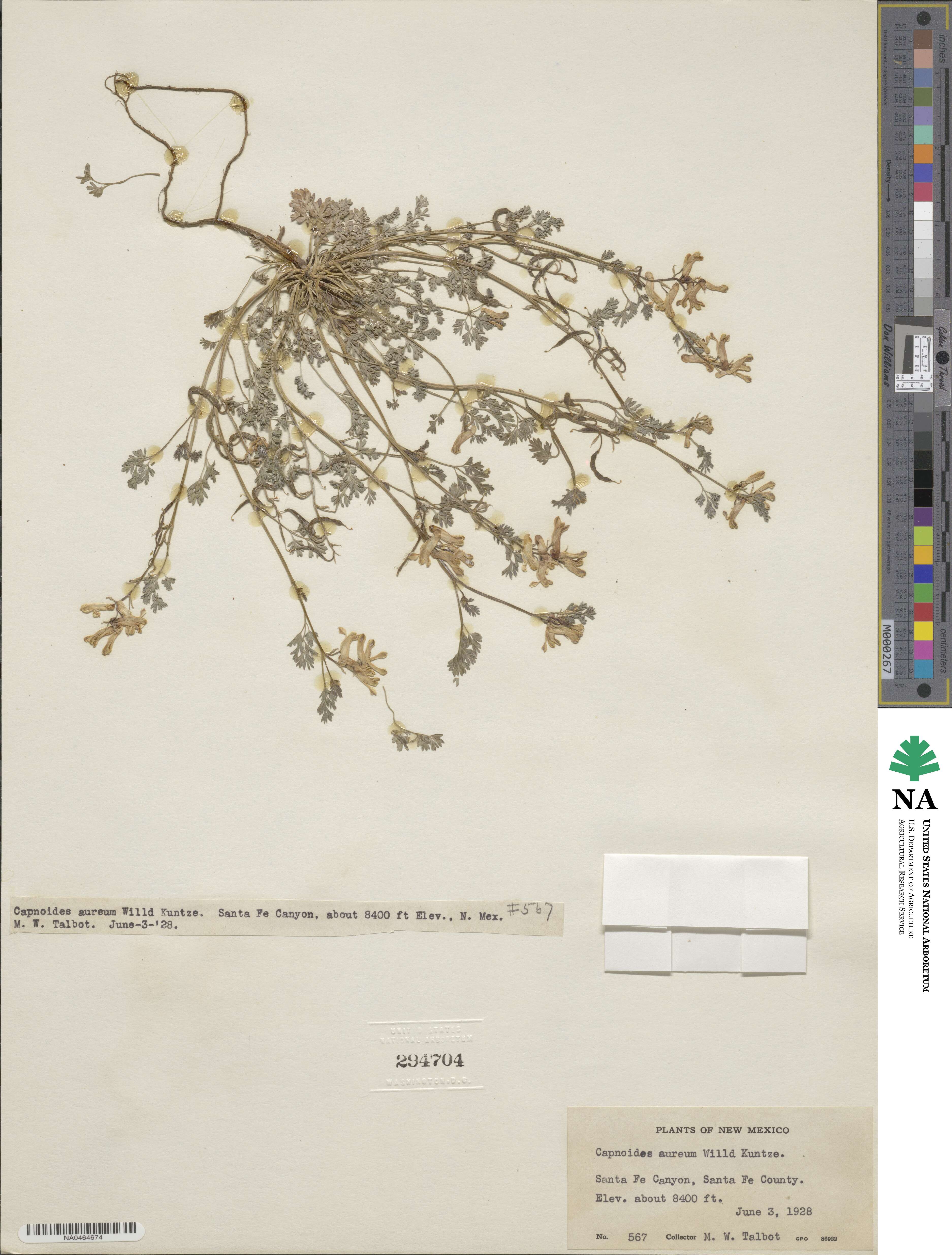 Corydalis aurea image