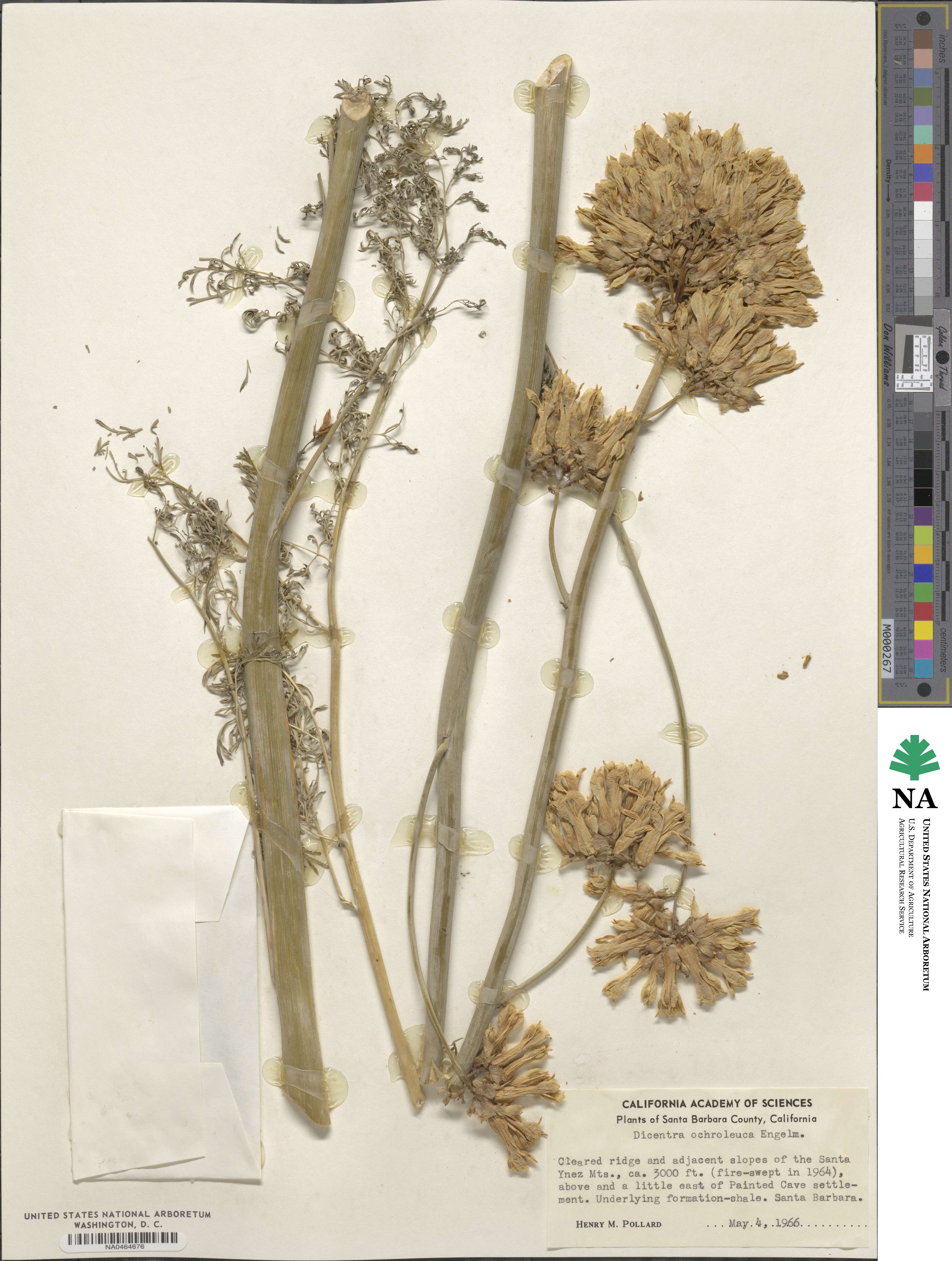Ehrendorferia ochroleuca image