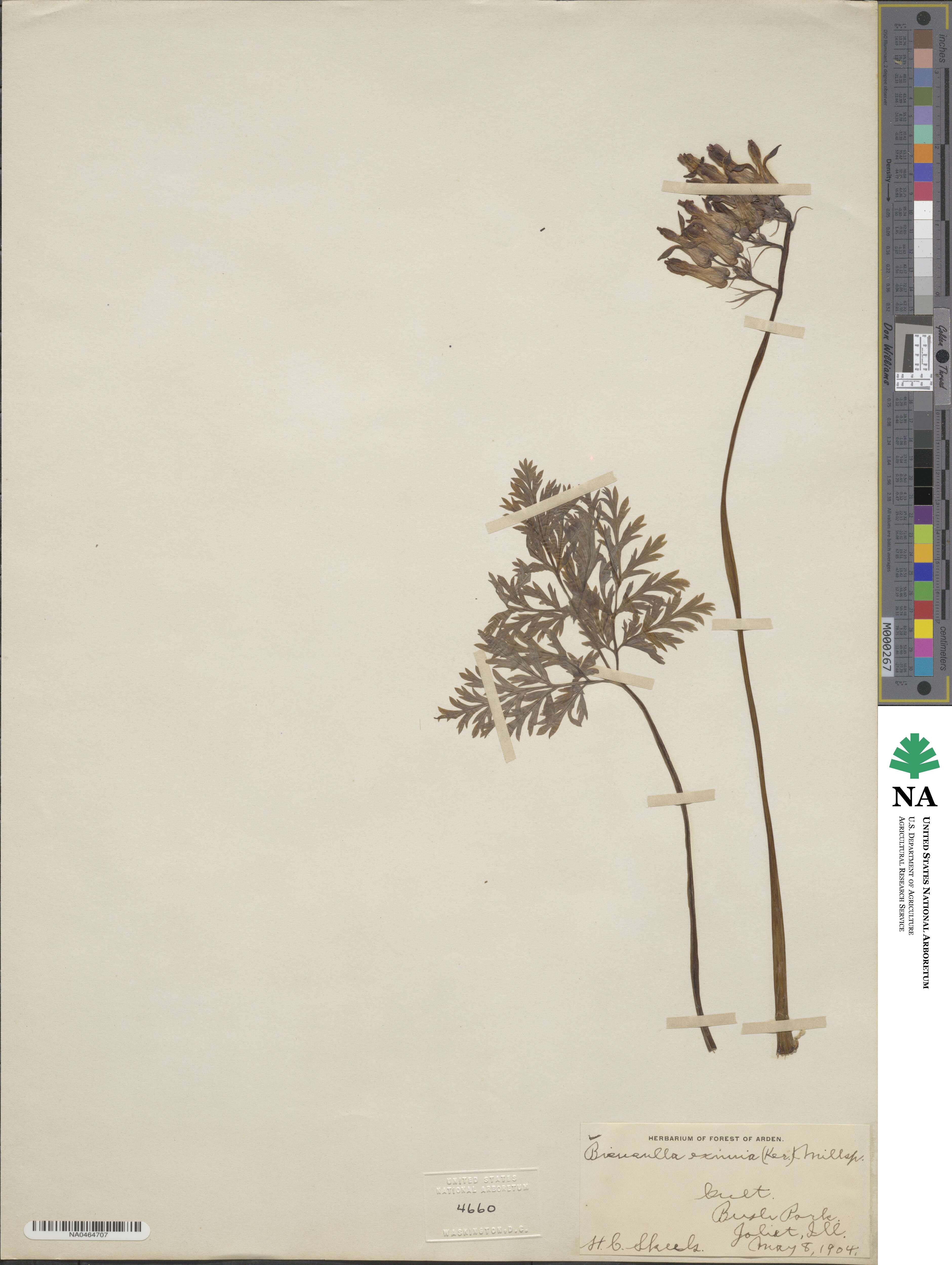 Dicentra eximia image