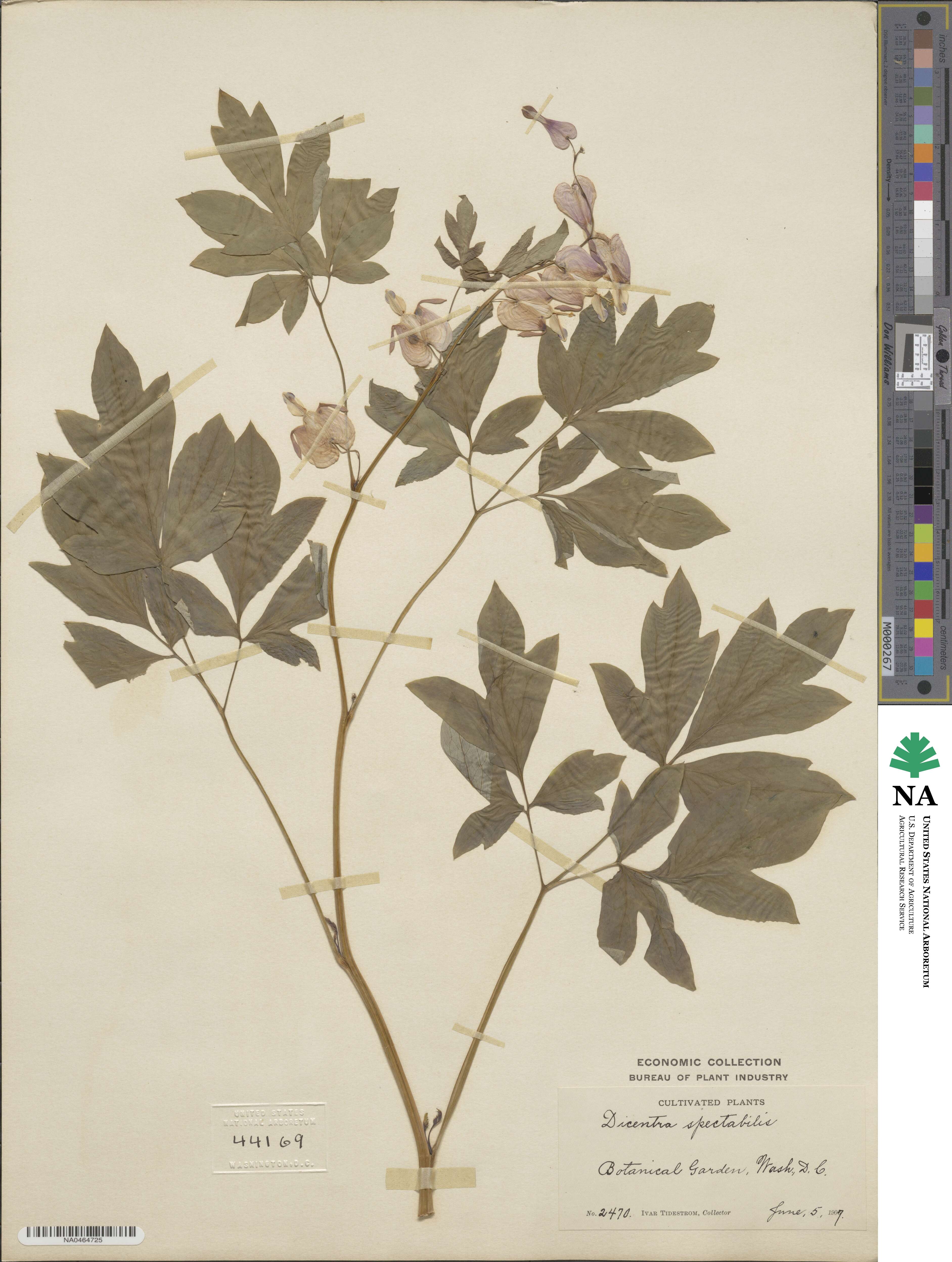 Lamprocapnos spectabilis image