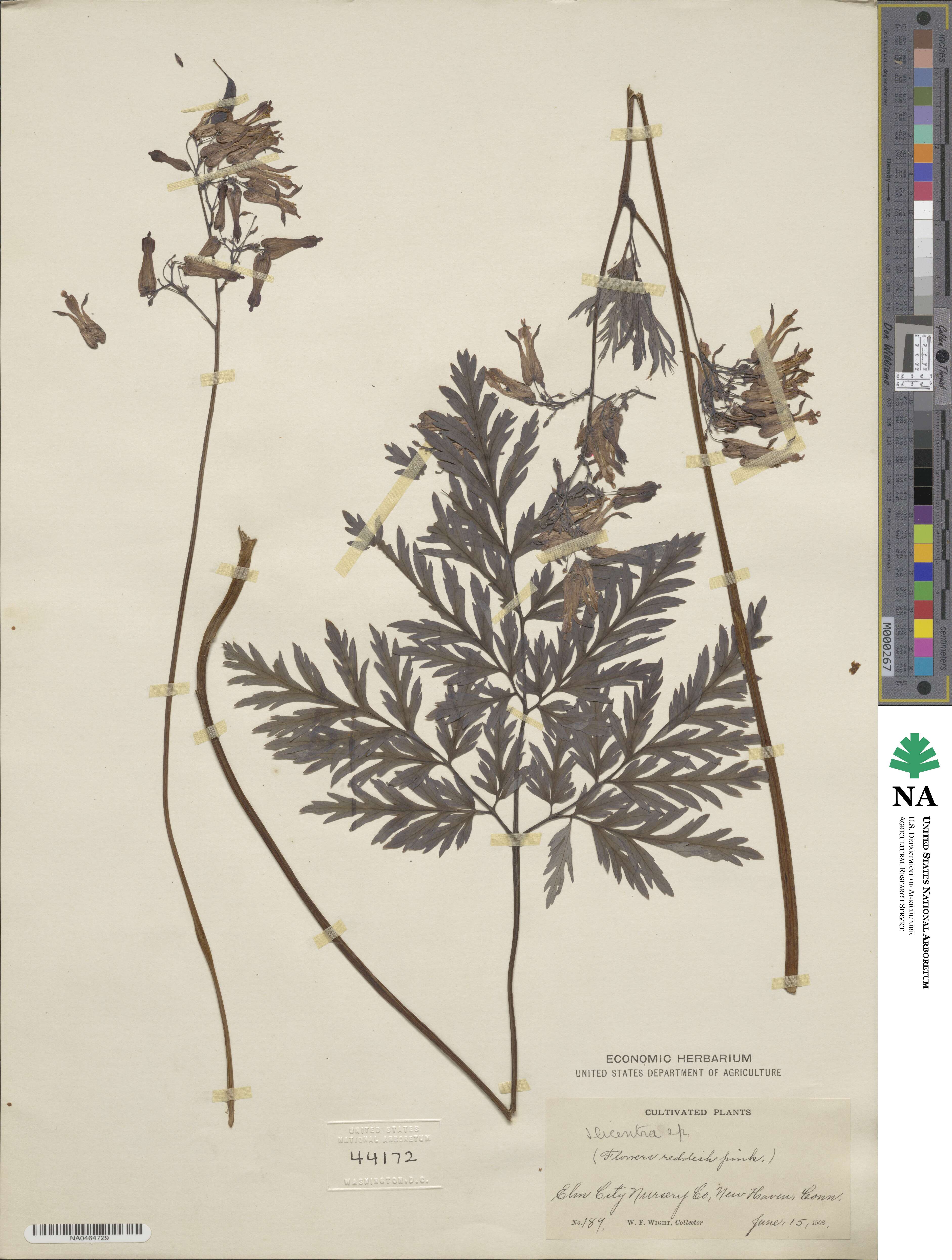 Dicentra image