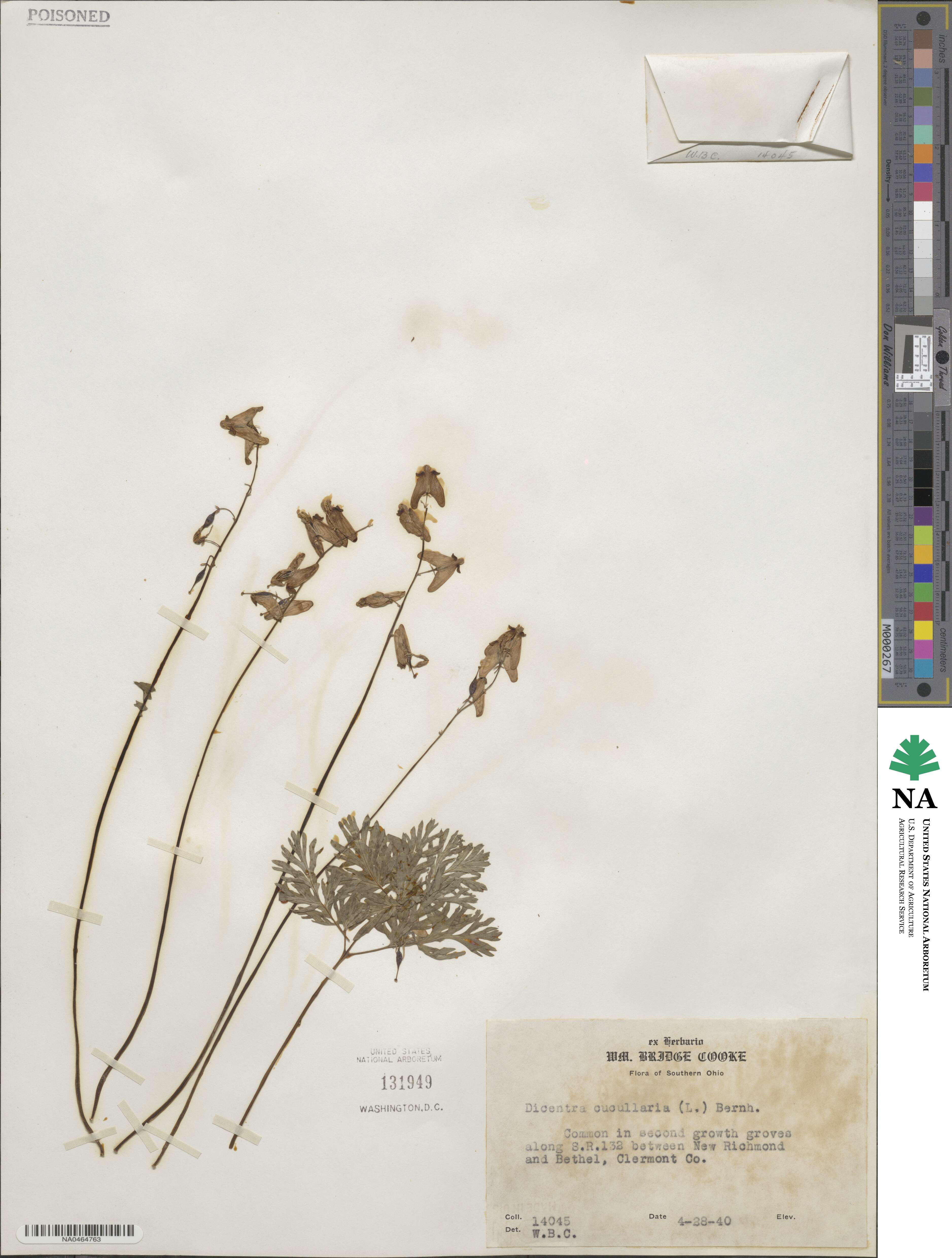 Dicentra cucullaria image