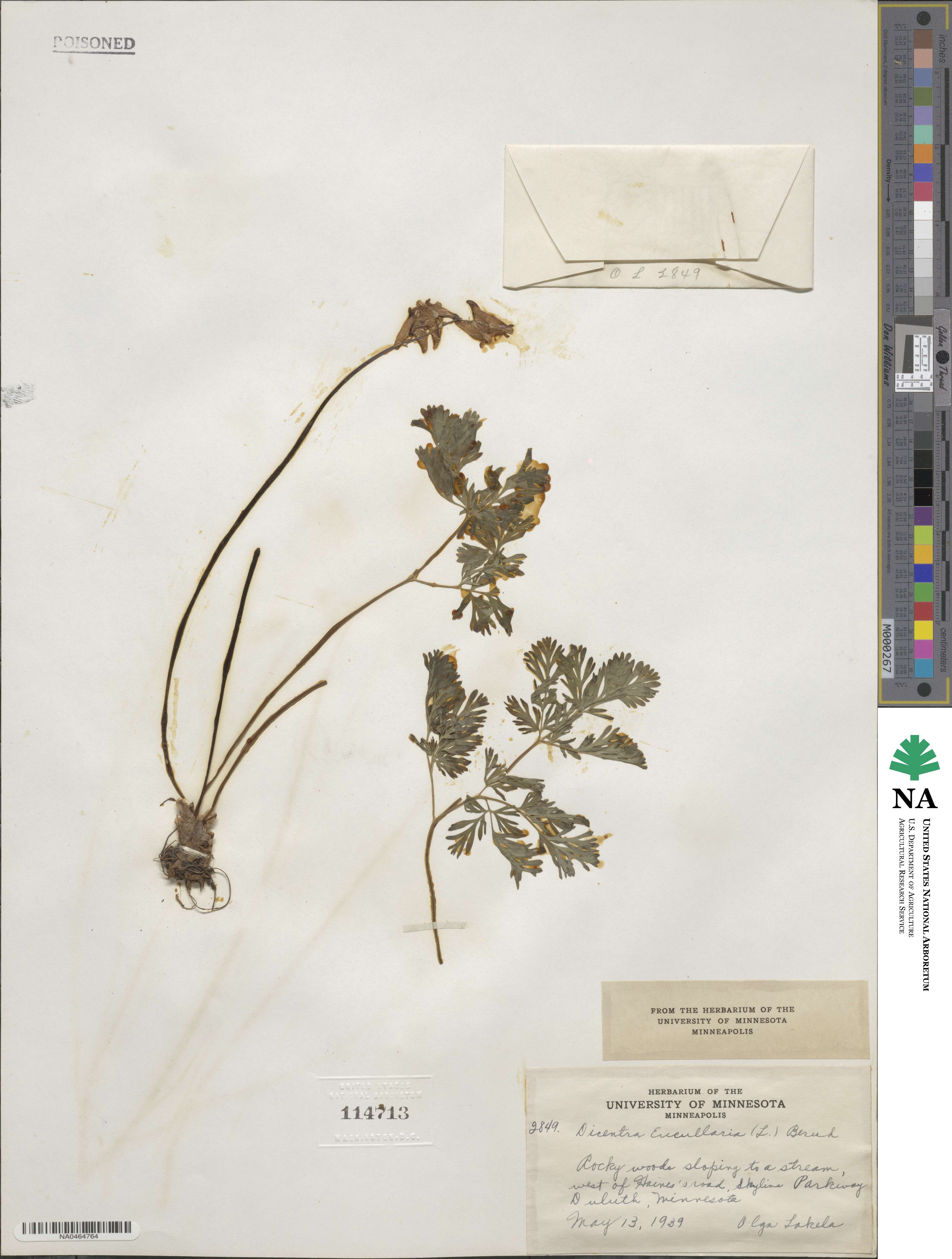 Dicentra cucullaria image