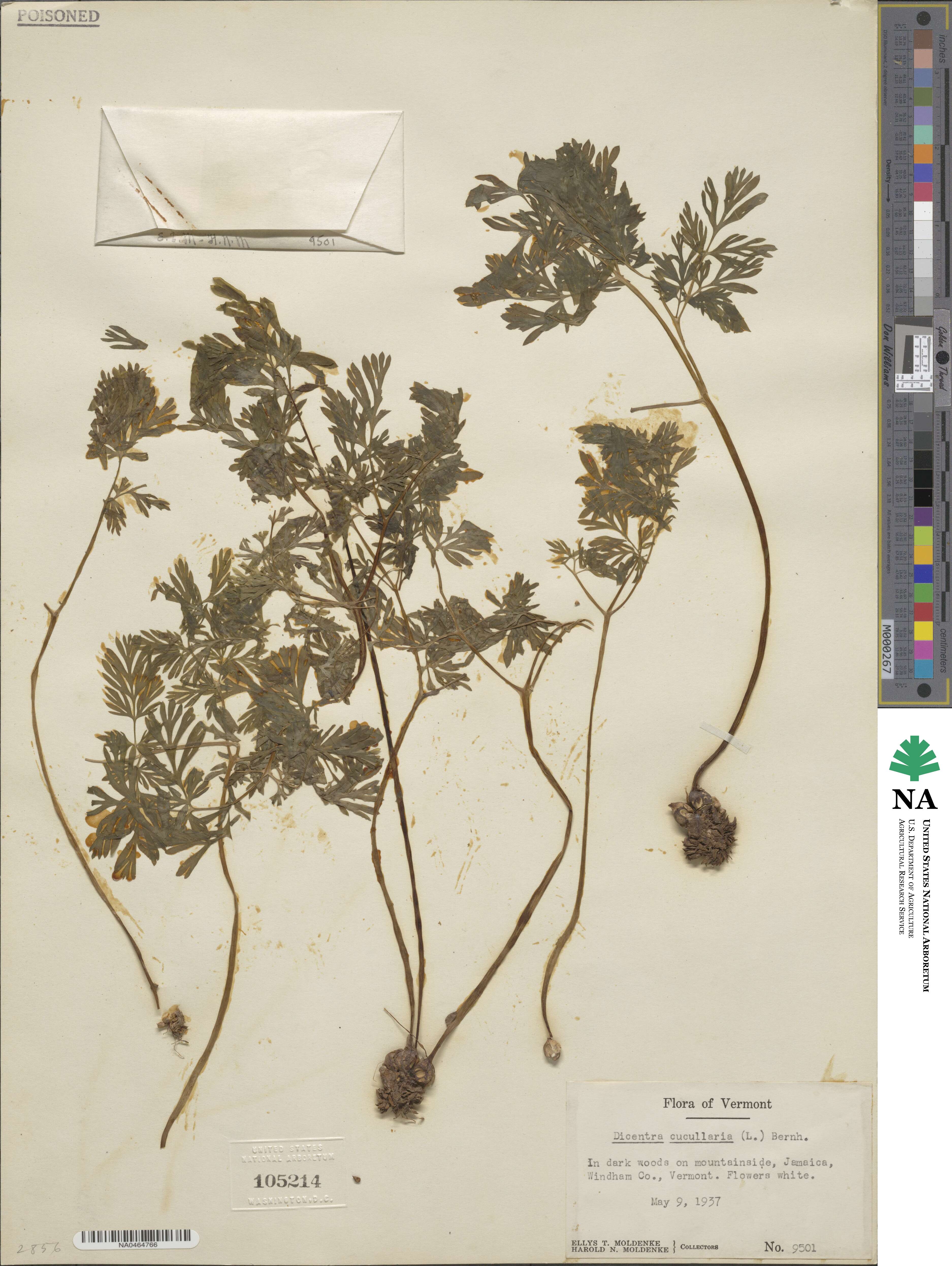 Dicentra cucullaria image