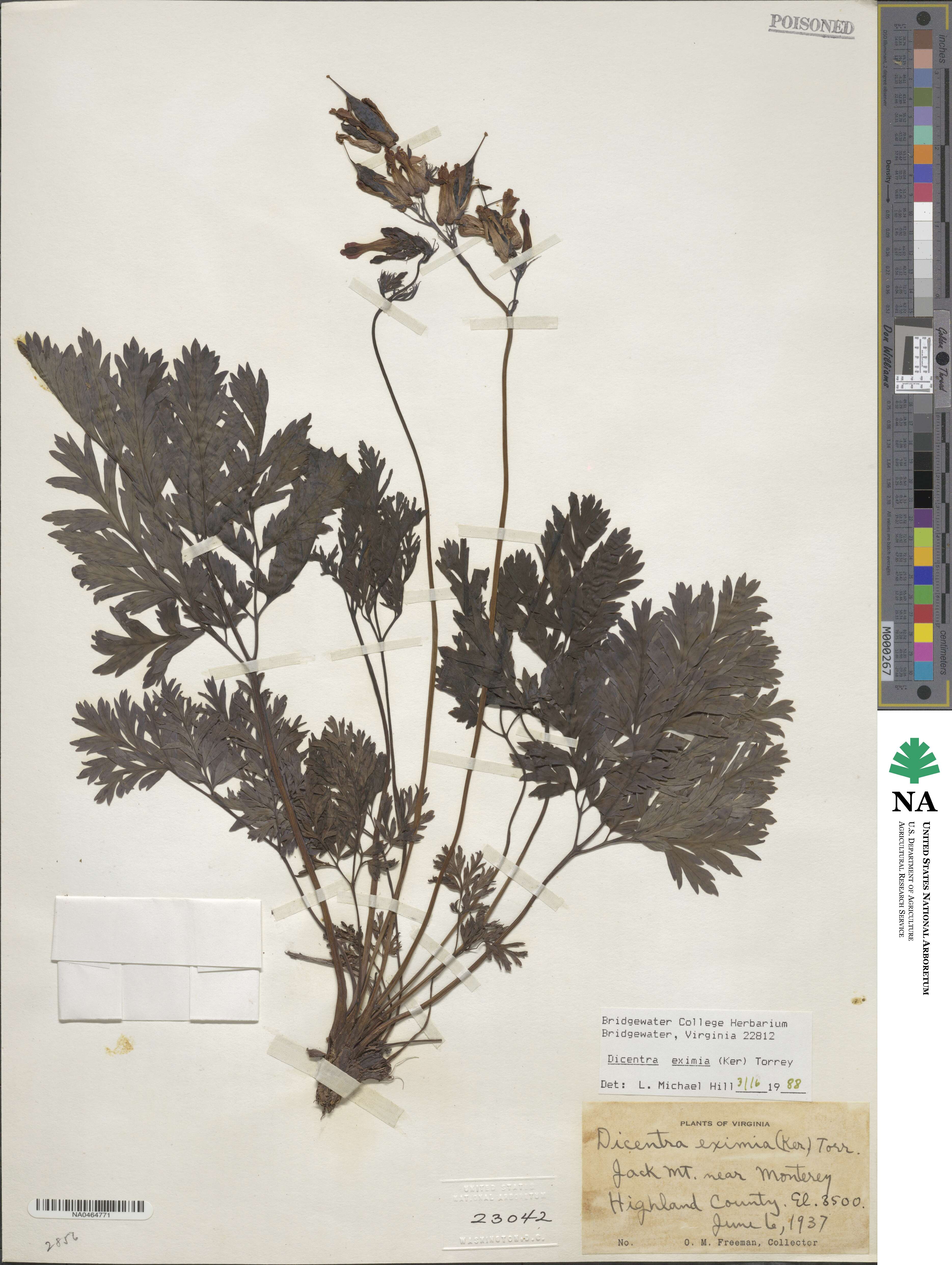 Dicentra eximia image