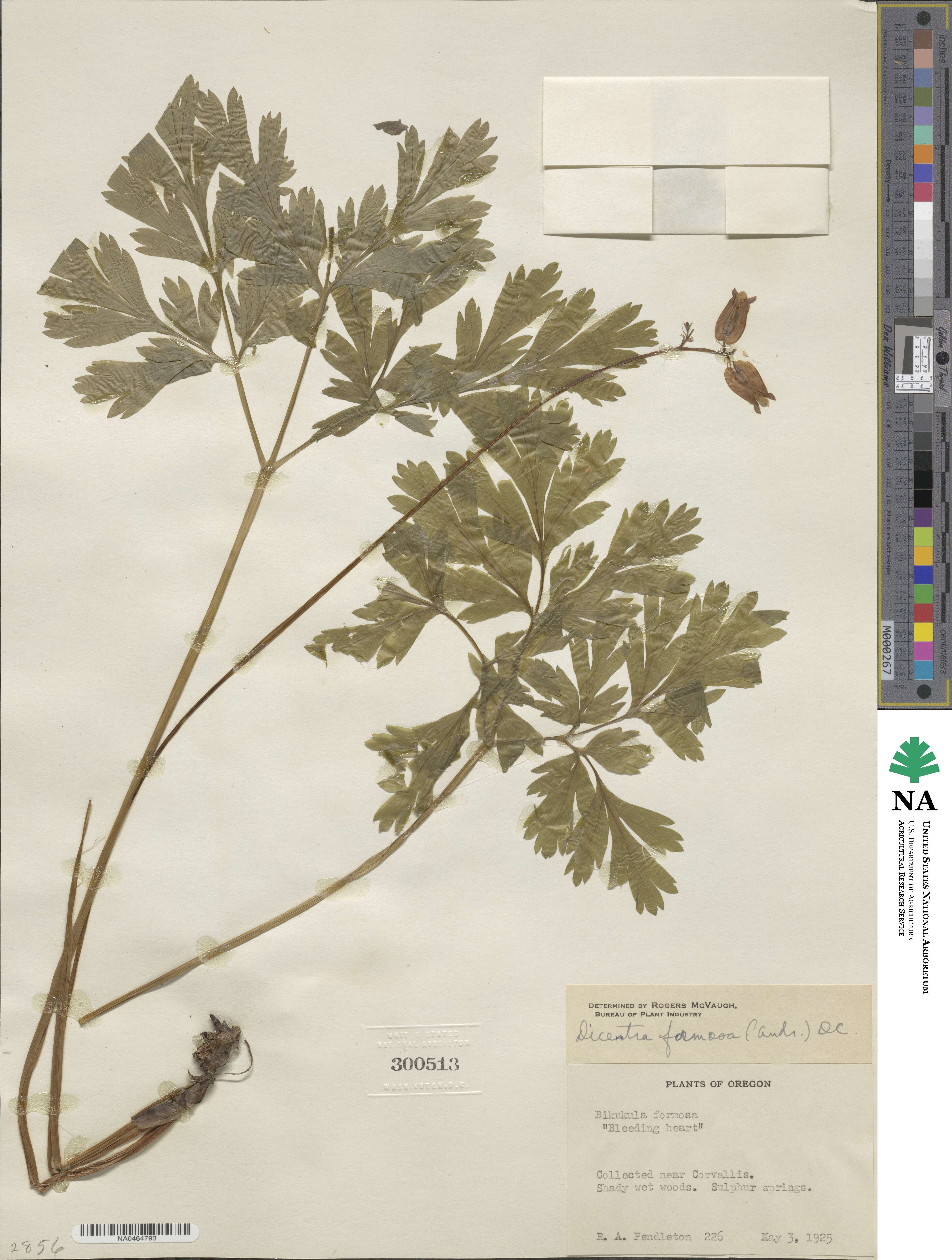 Dicentra formosa image
