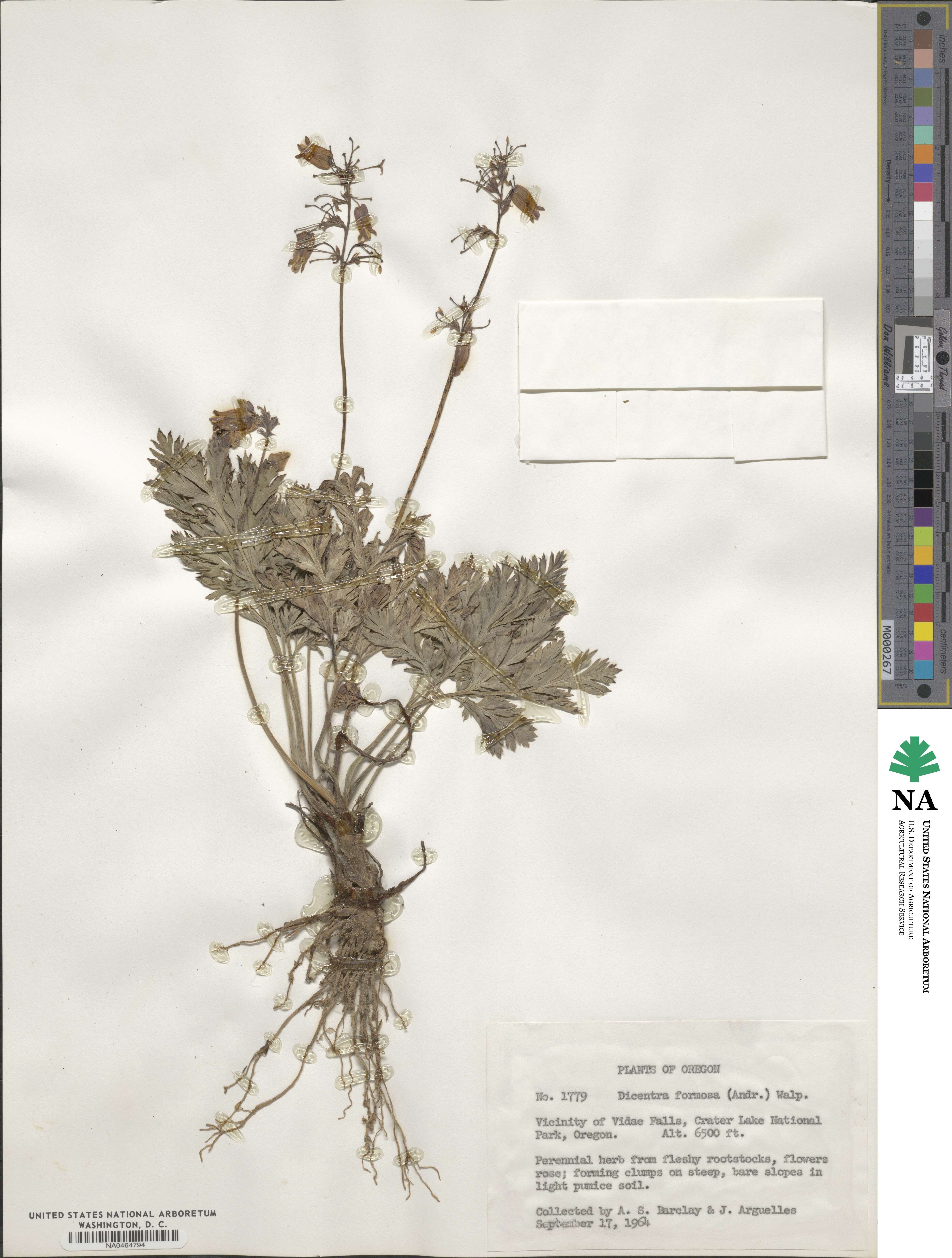 Dicentra formosa image