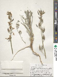 Ehrendorferia chrysantha image