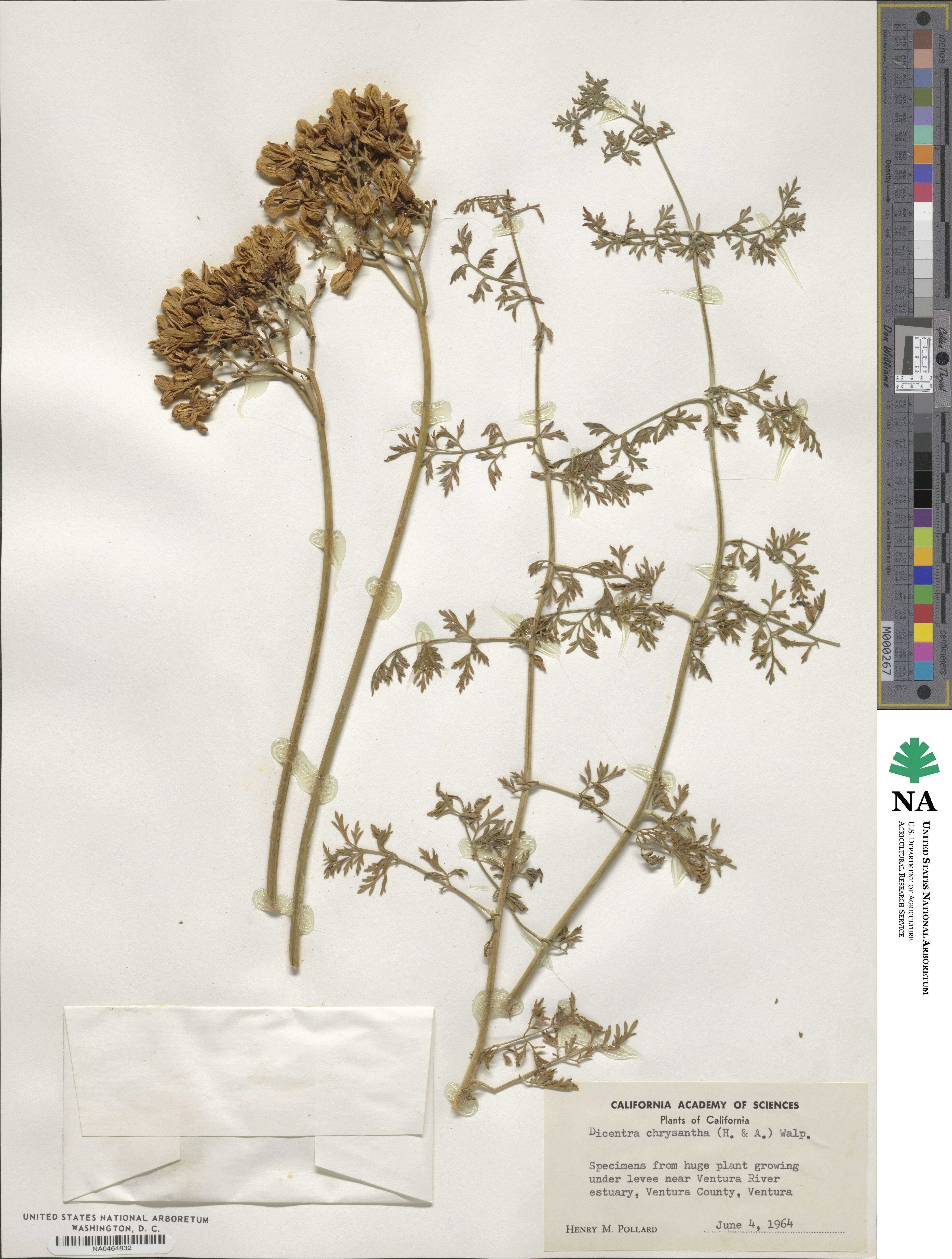 Ehrendorferia chrysantha image