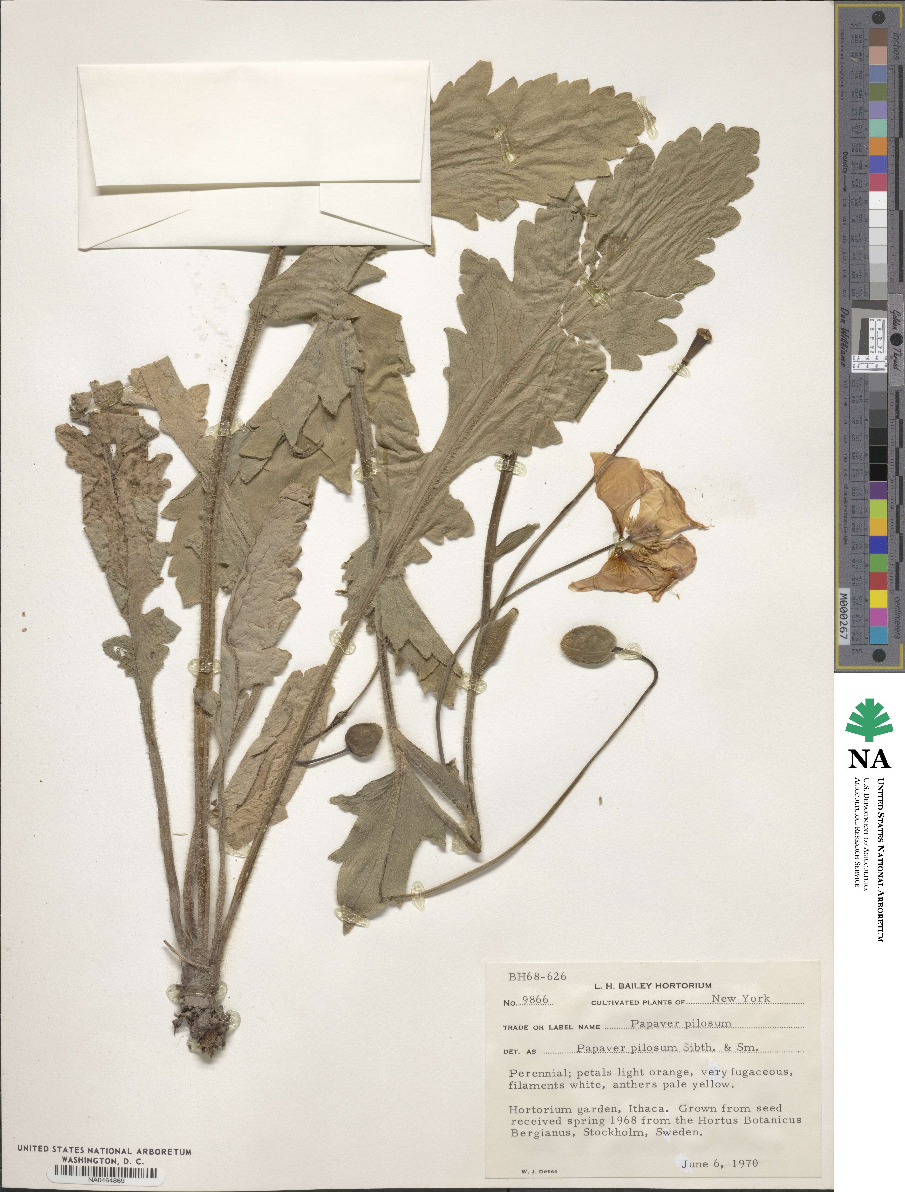 Papaver pilosum image
