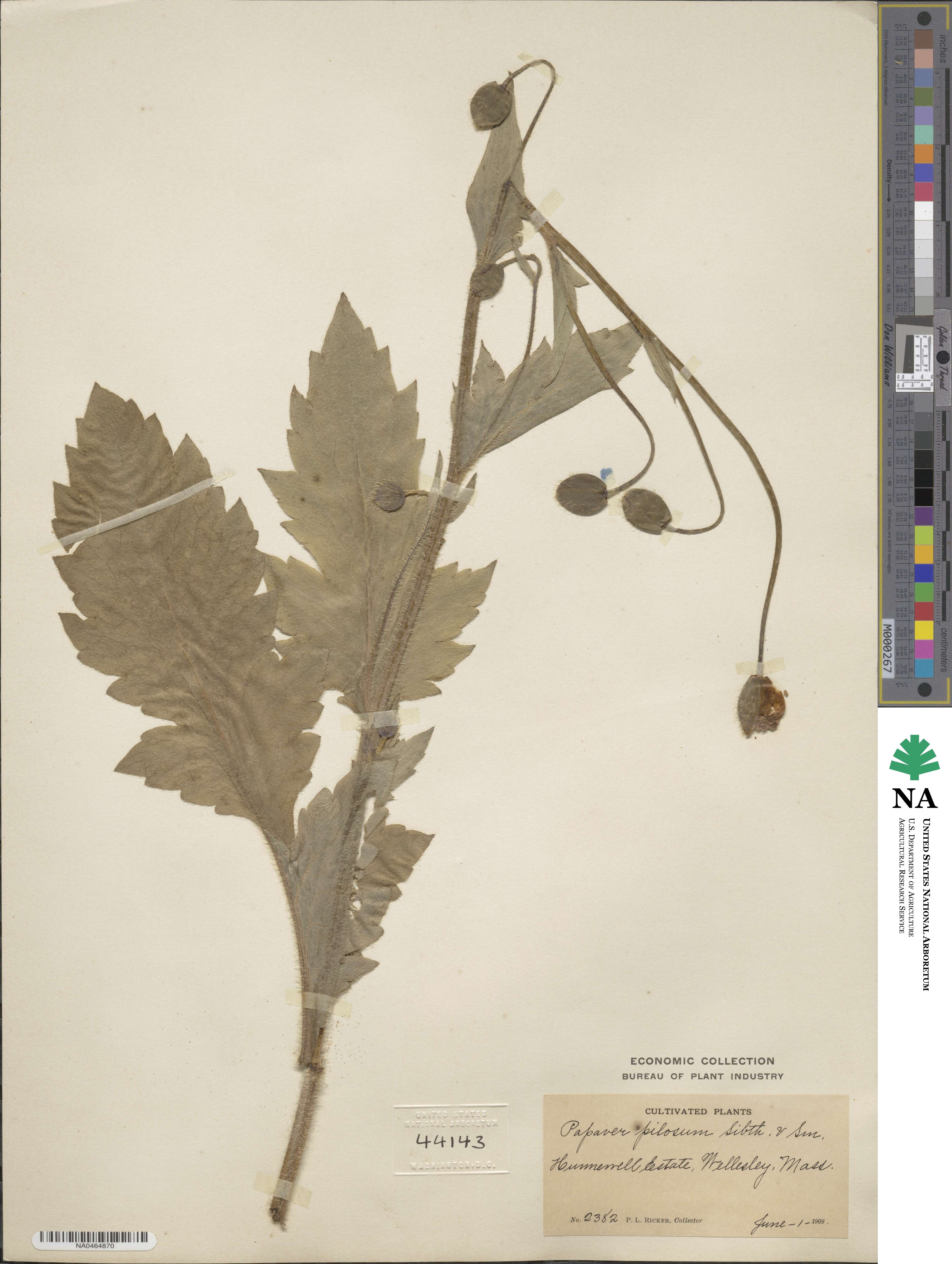 Papaver pilosum image