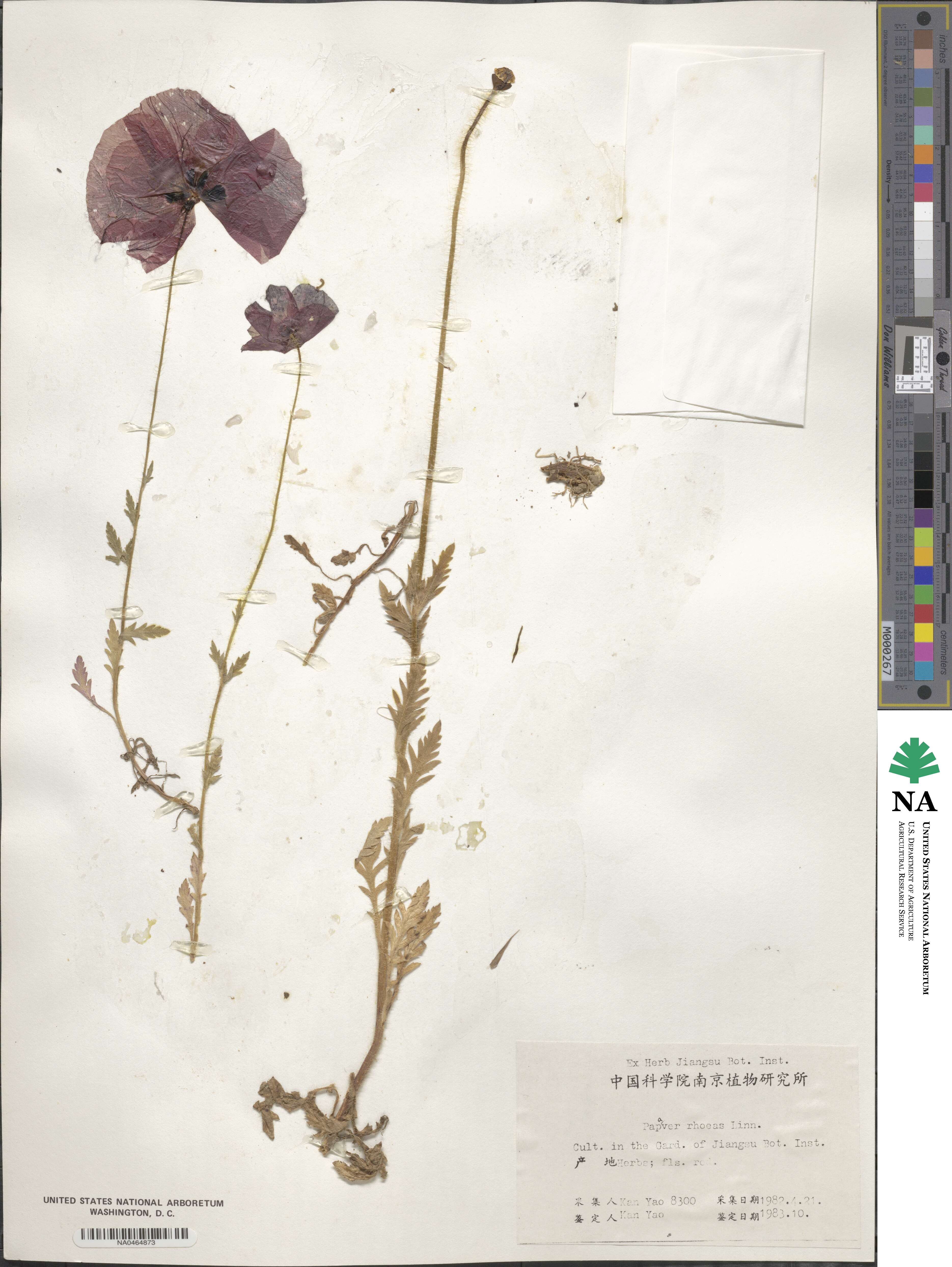 Papaver rhoeas image