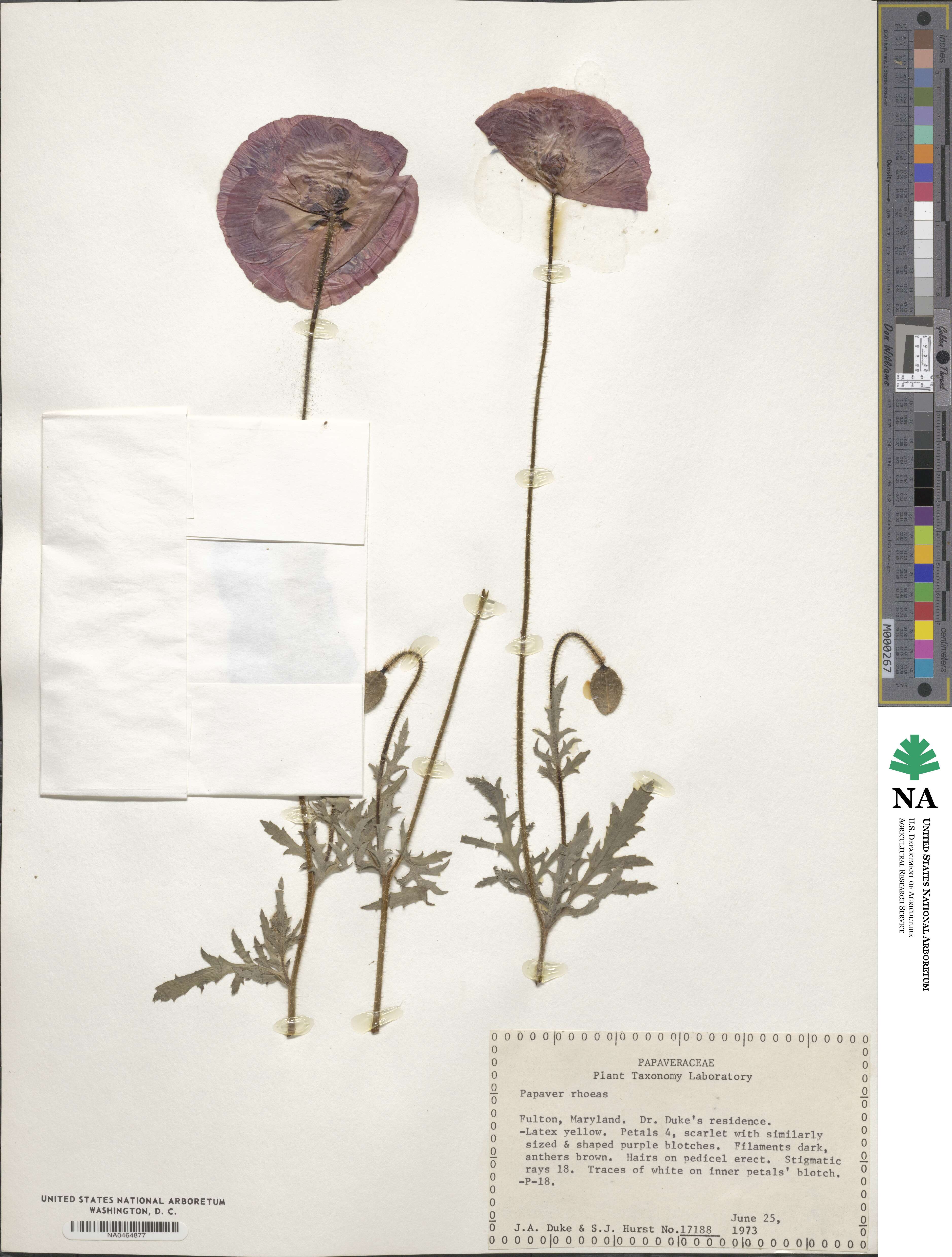Papaver rhoeas image