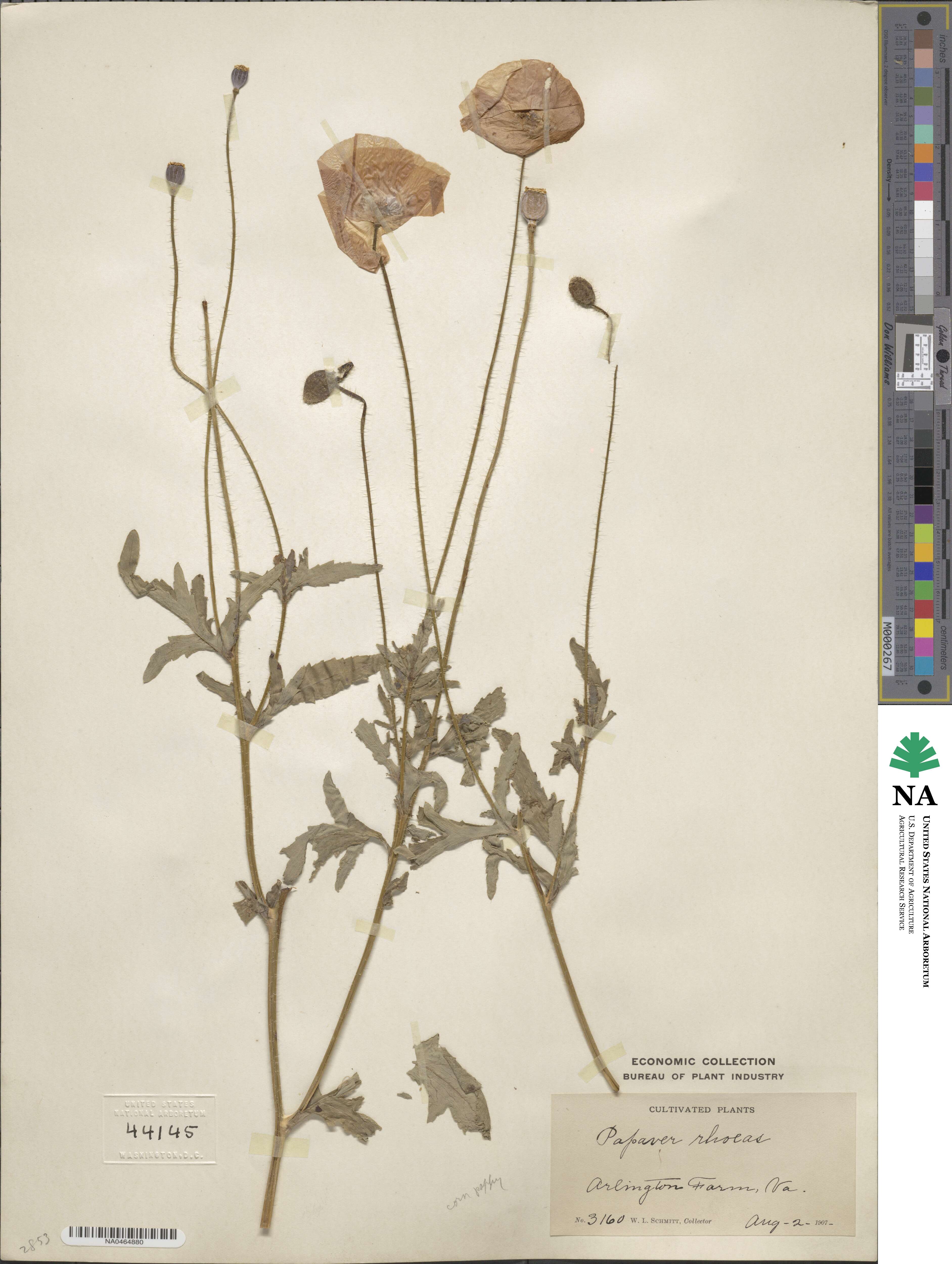 Papaver rhoeas image