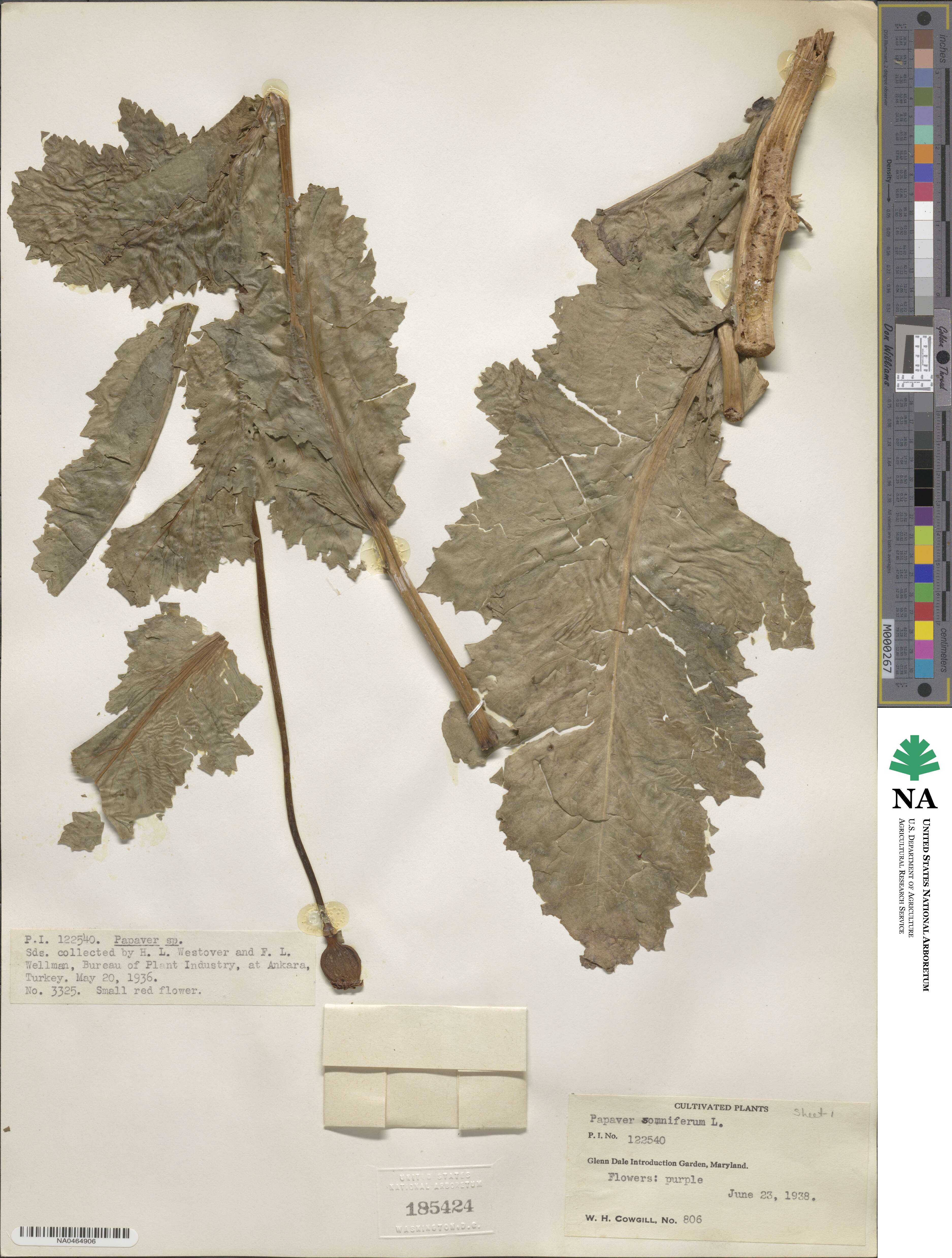 Papaver image