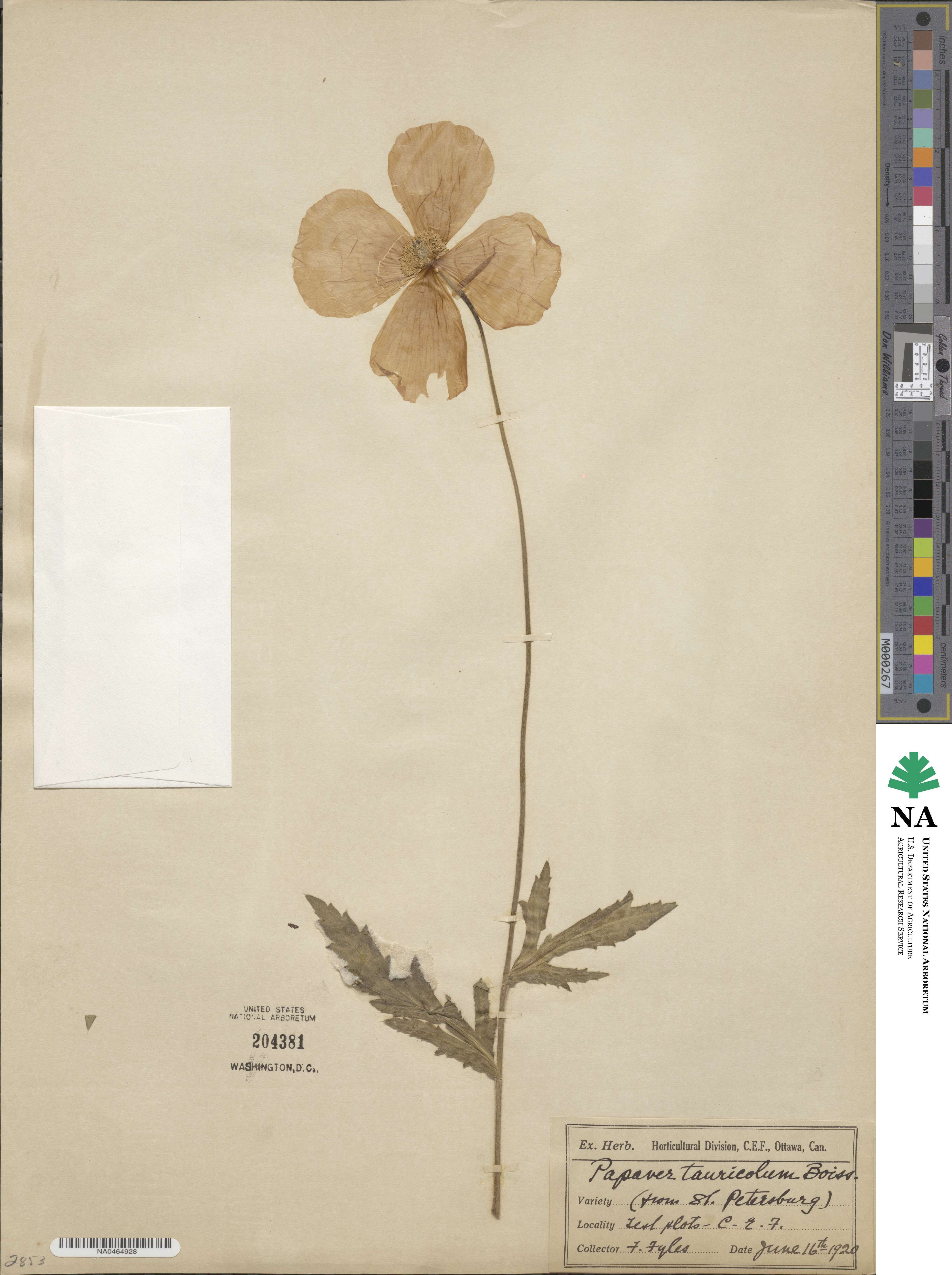 Papaver persicum subsp. persicum image