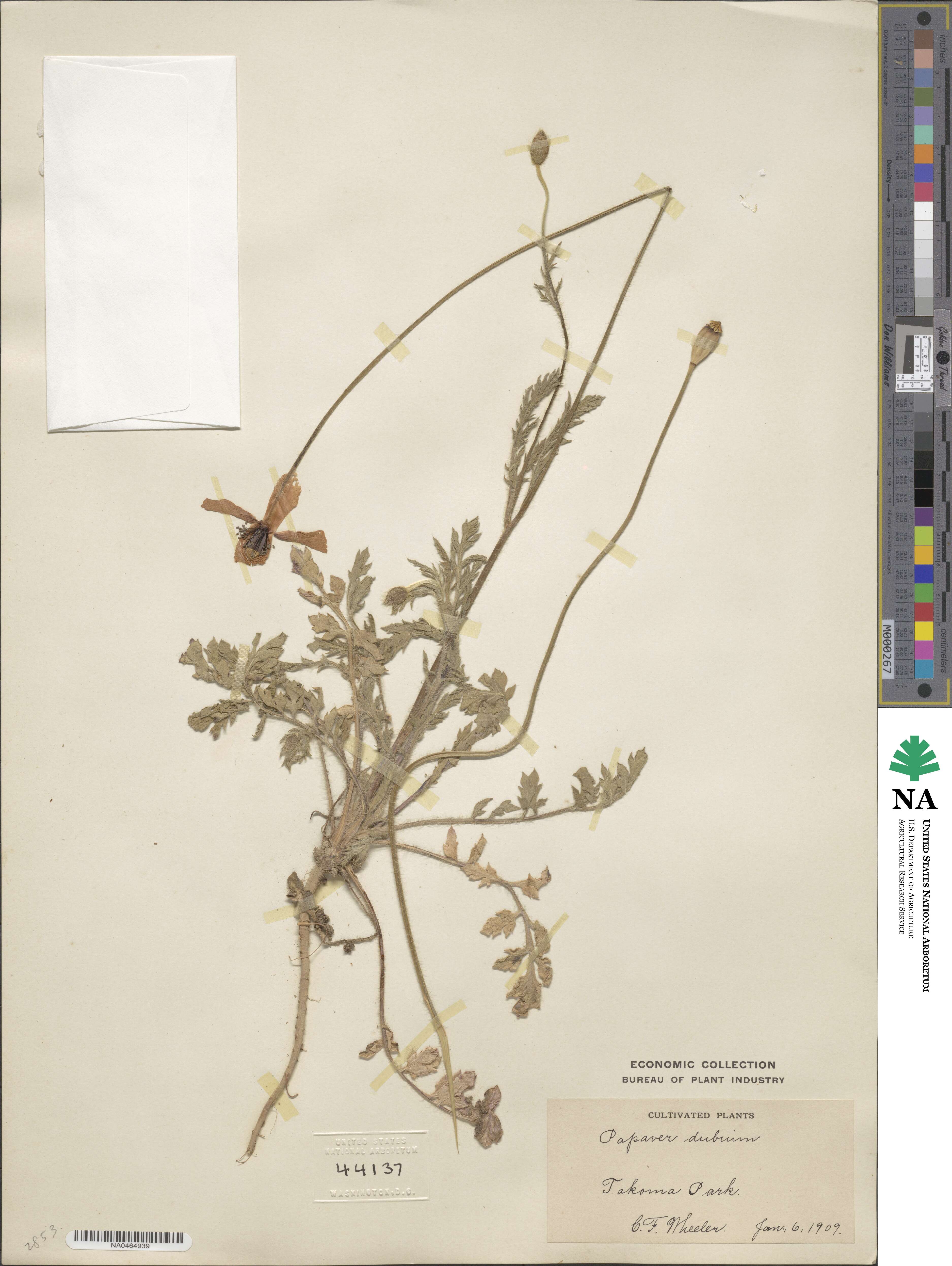 Papaver dubium image