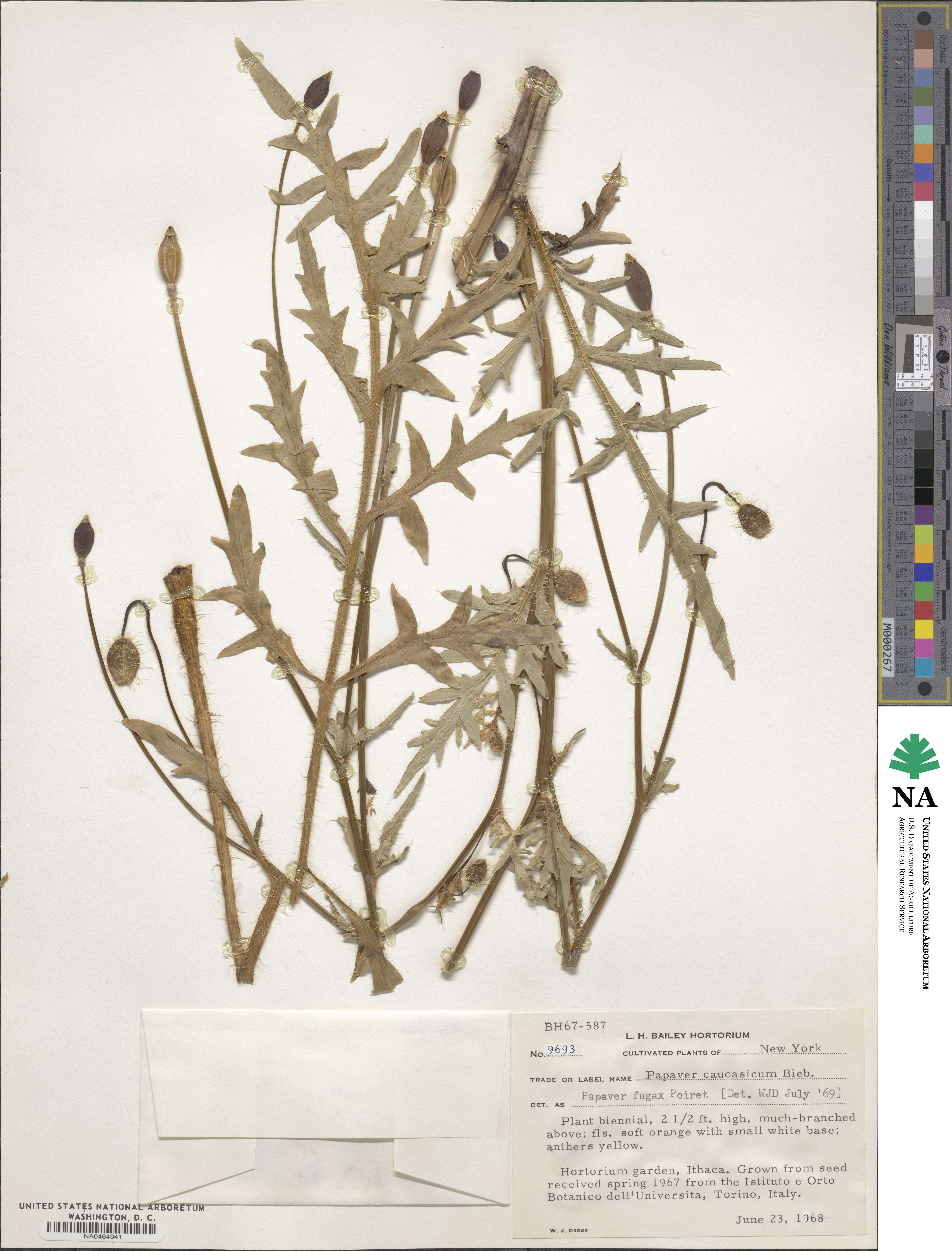 Papaver armeniacum image
