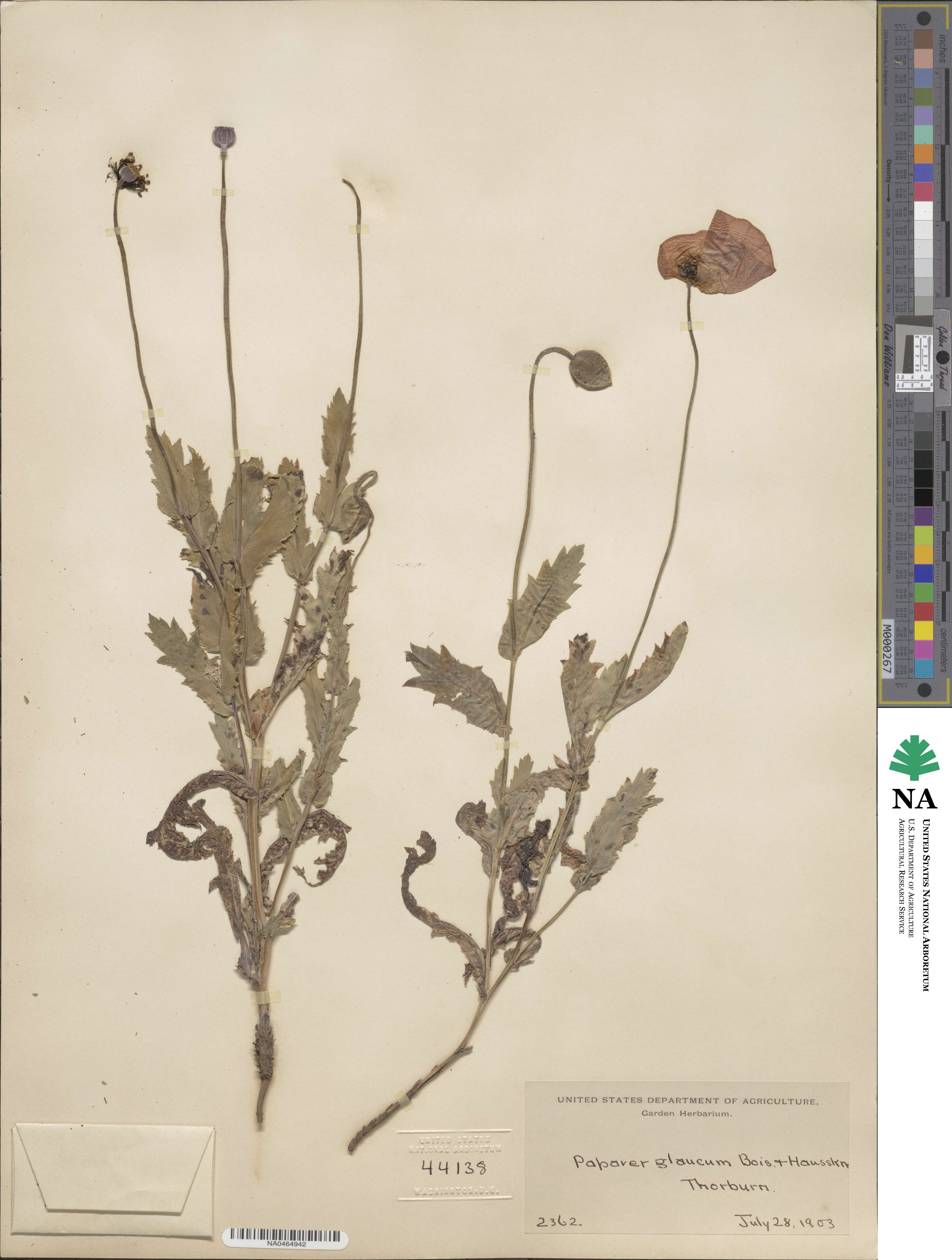 Papaver glaucum image