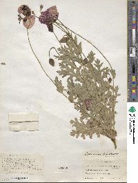 Papaver glaucum image