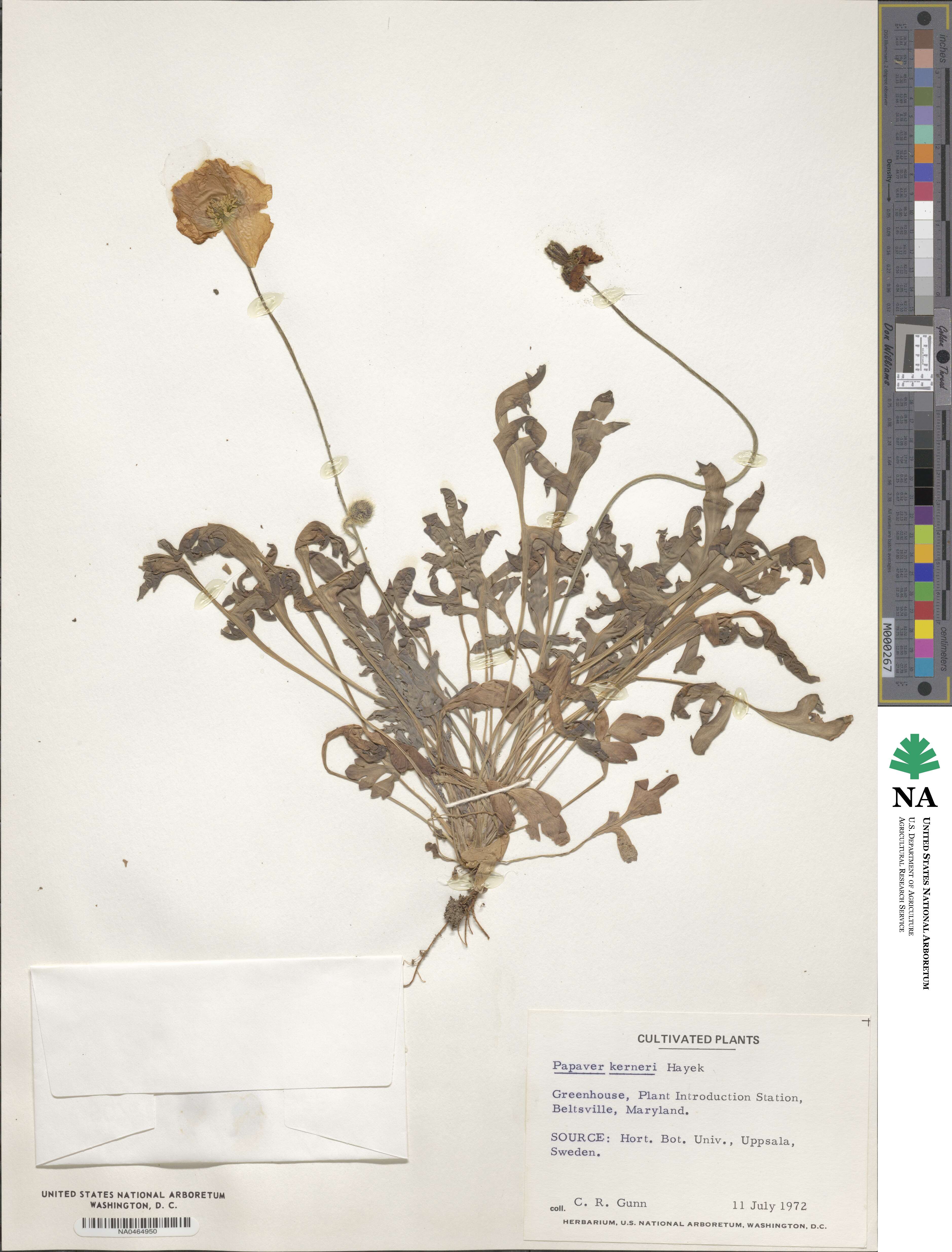 Papaver alpinum subsp. alpinum image