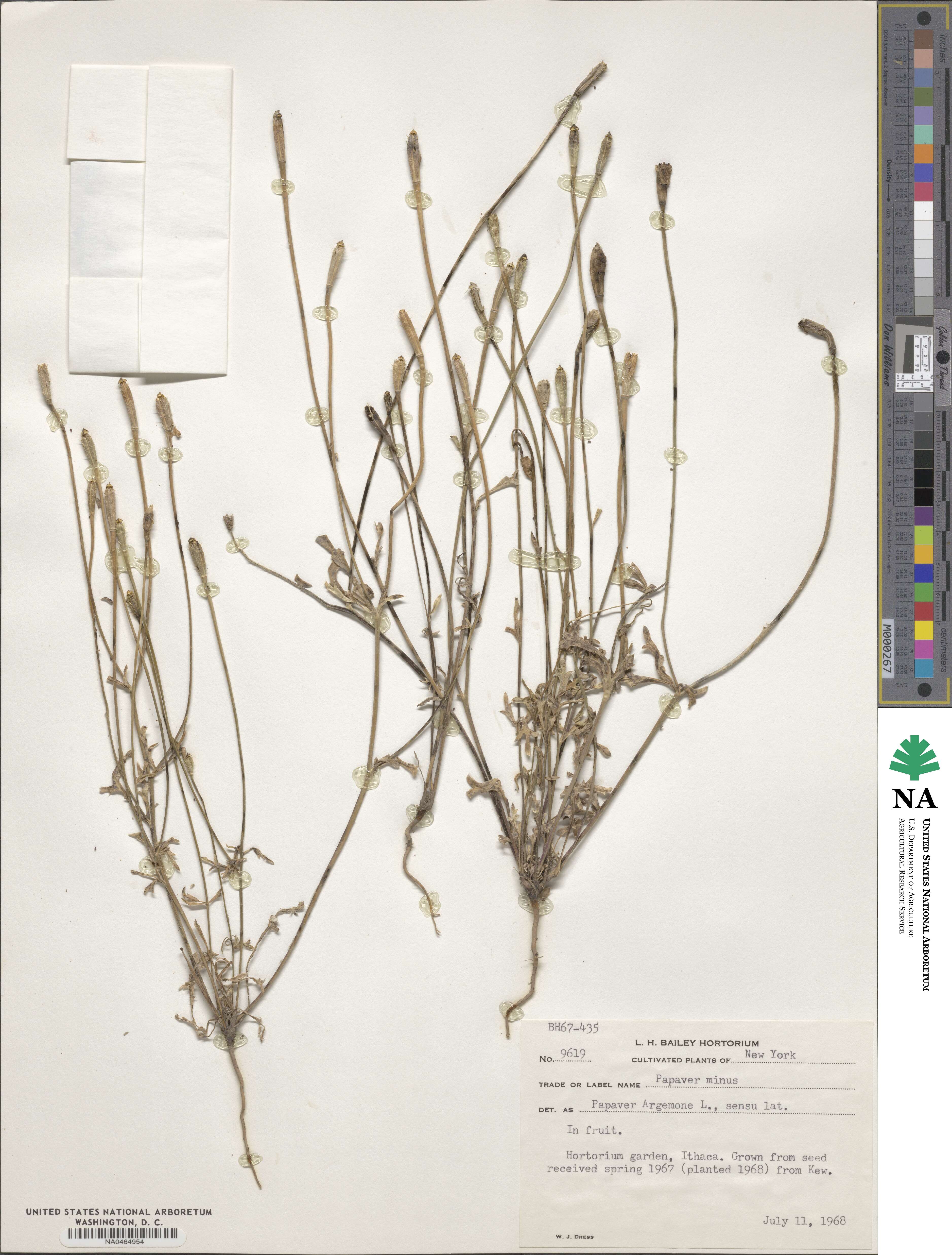 Roemeria minor image