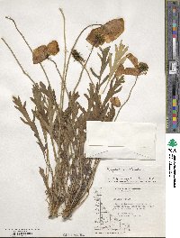 Papaver nudicaule image