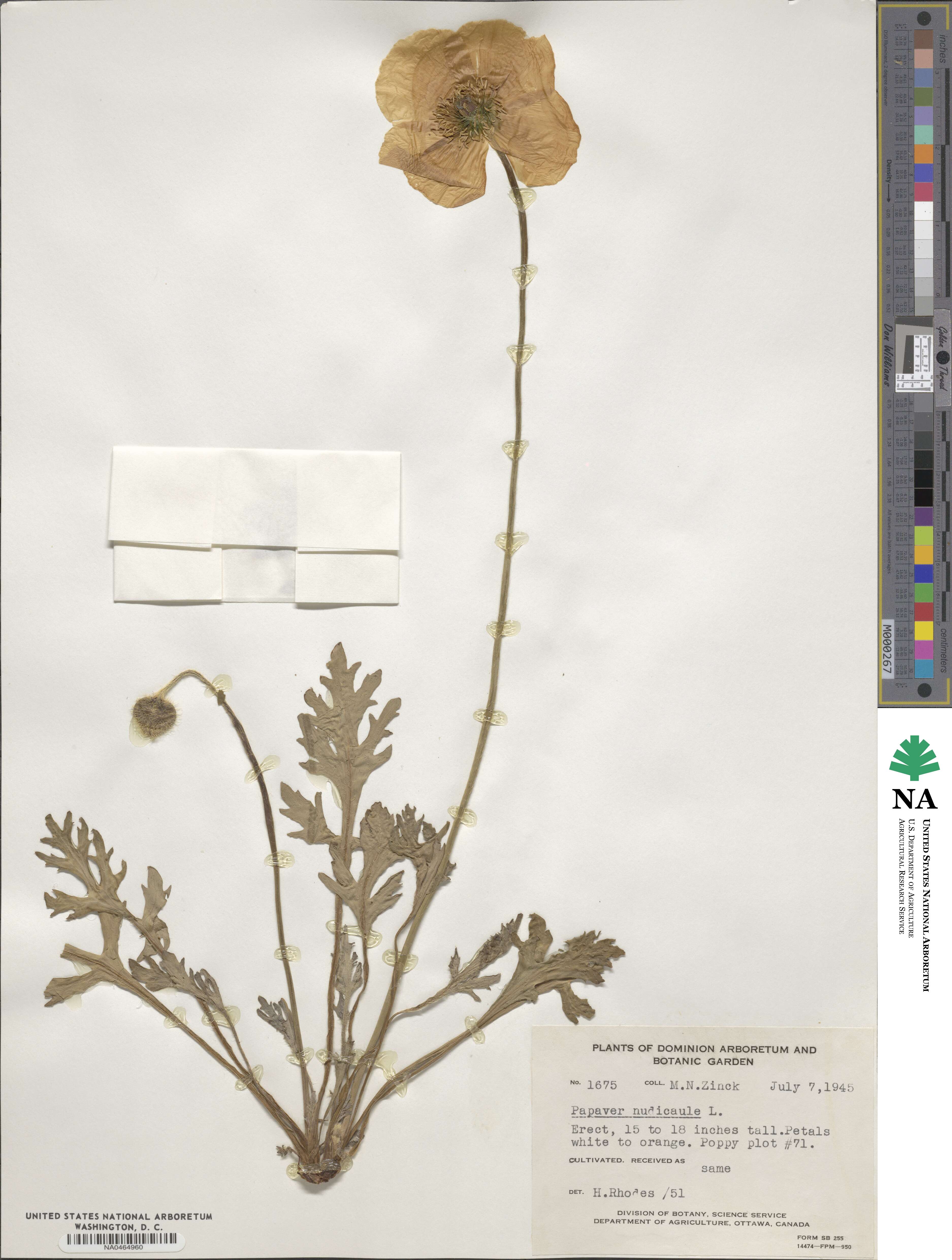 Papaver nudicaule image
