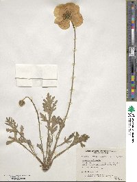 Papaver nudicaule image