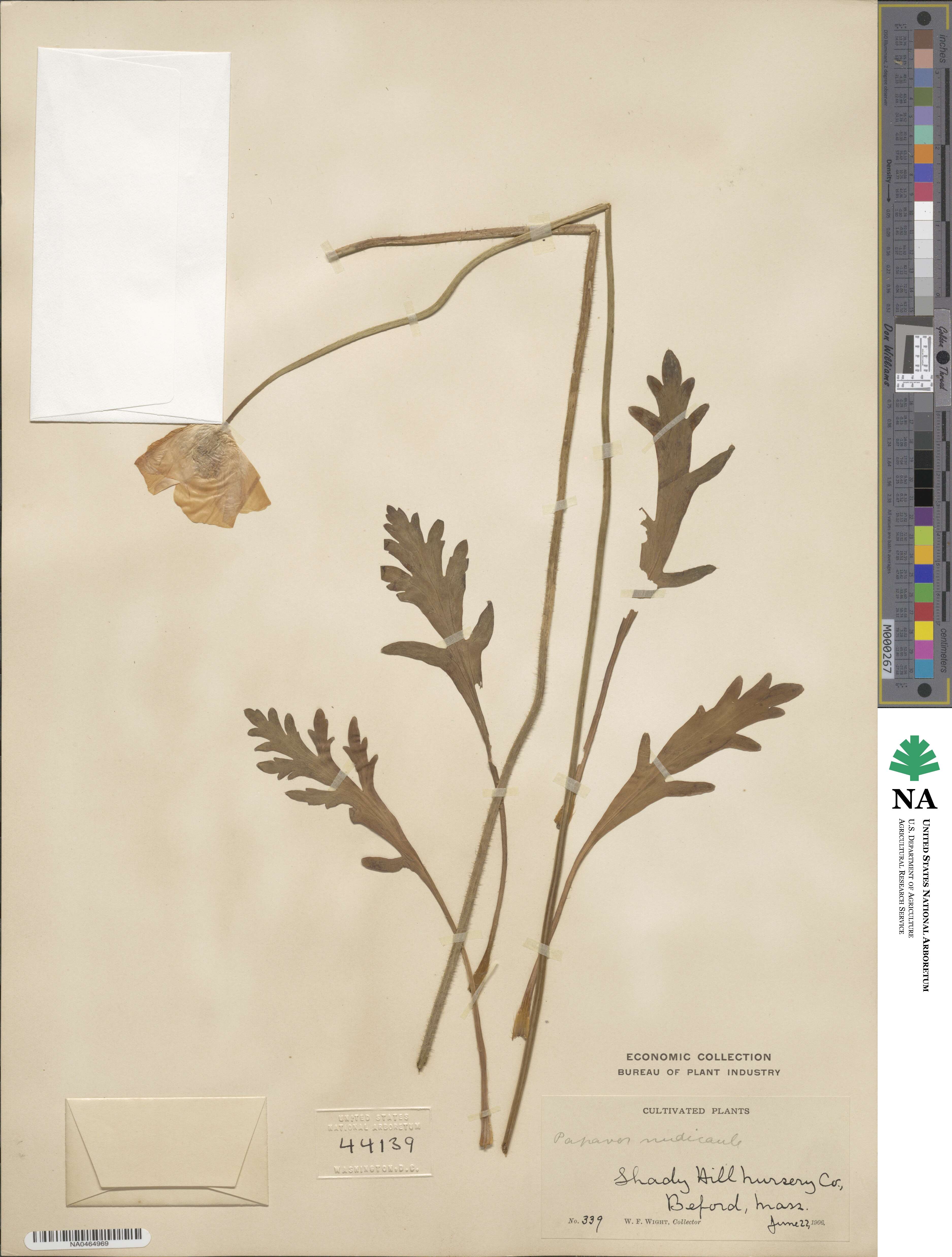Papaver nudicaule image