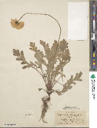Papaver nudicaule image