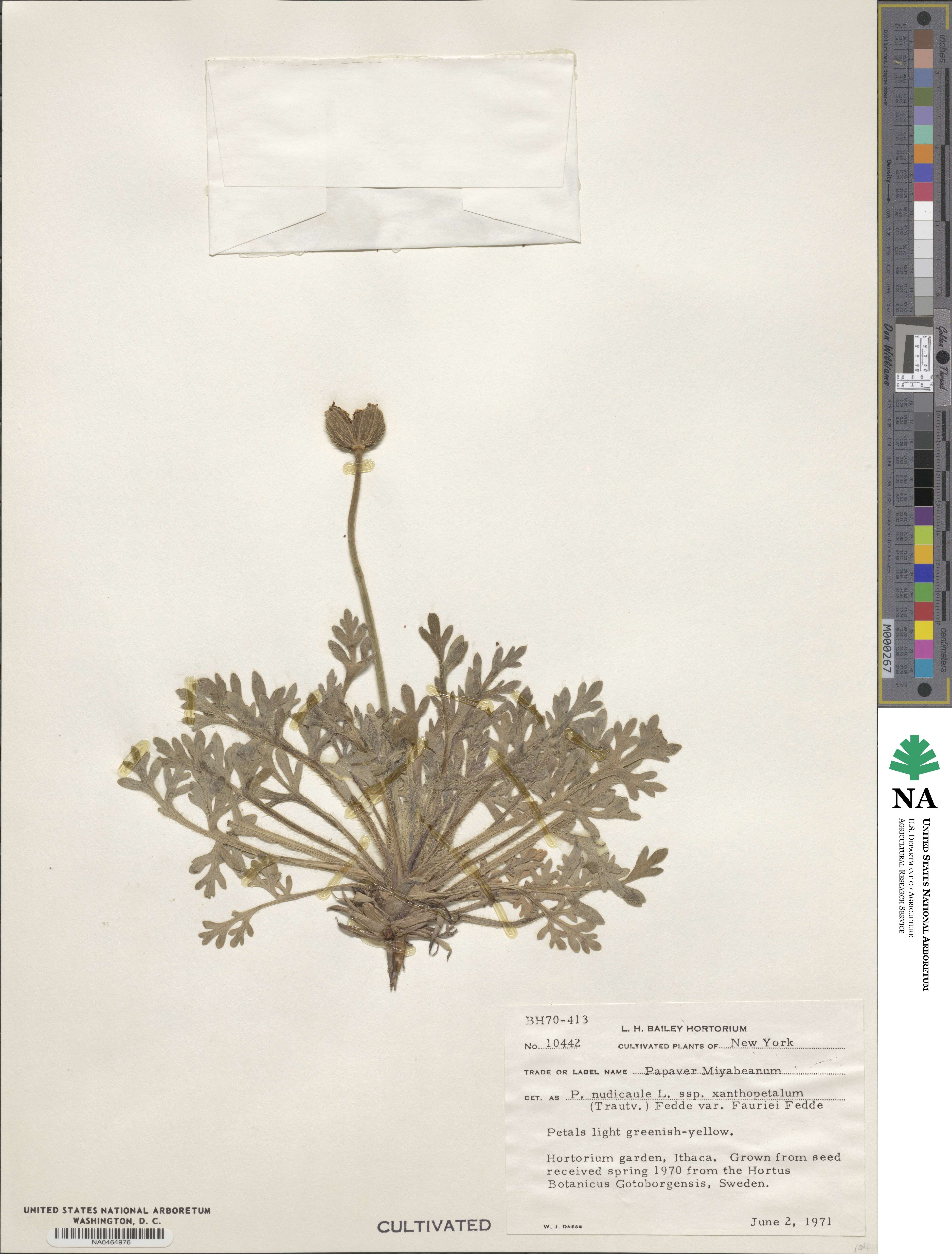Papaver nudicaule subsp. xanthopetalum image