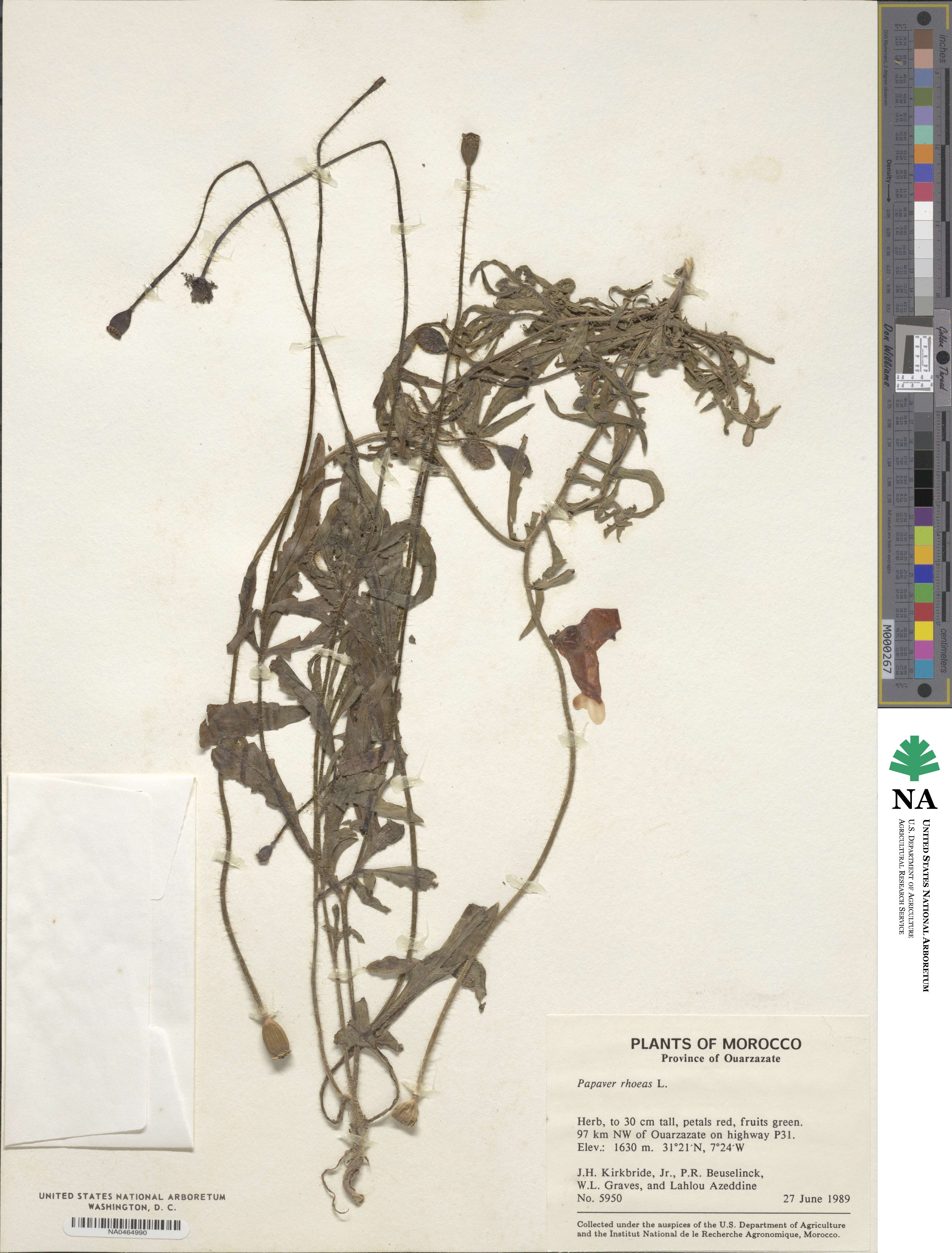 Papaver rhoeas image