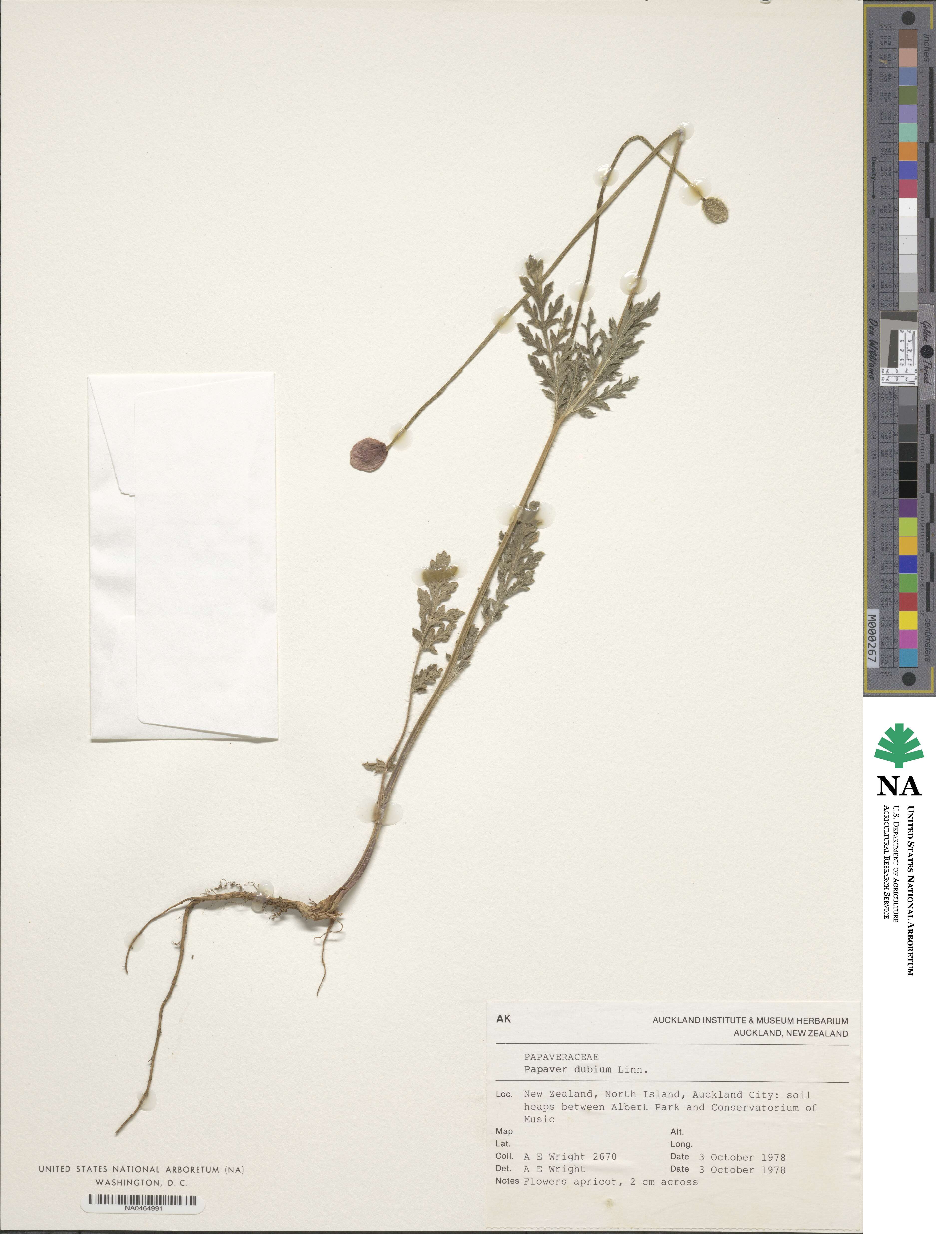 Papaver dubium image
