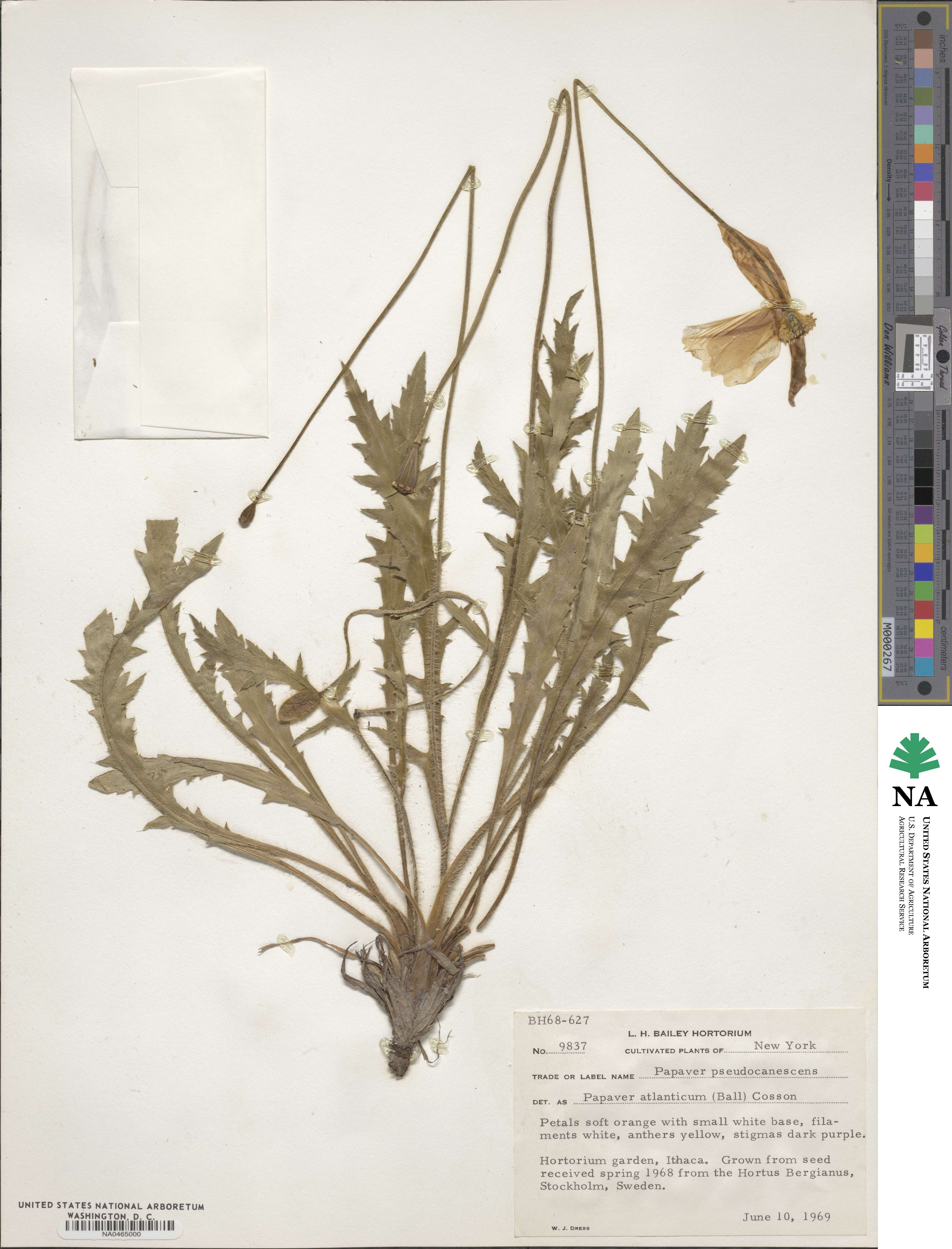 Papaver atlanticum image