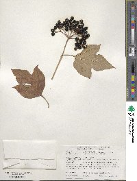 Viburnum sargentii image