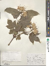 Viburnum sargentii image