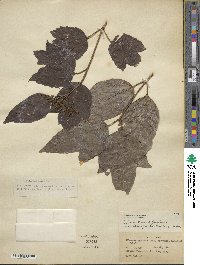 Viburnum sargentii image