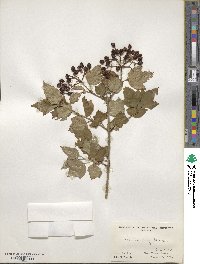 Viburnum sargentii image