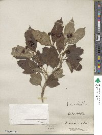 Viburnum sargentii image