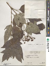 Viburnum sargentii image